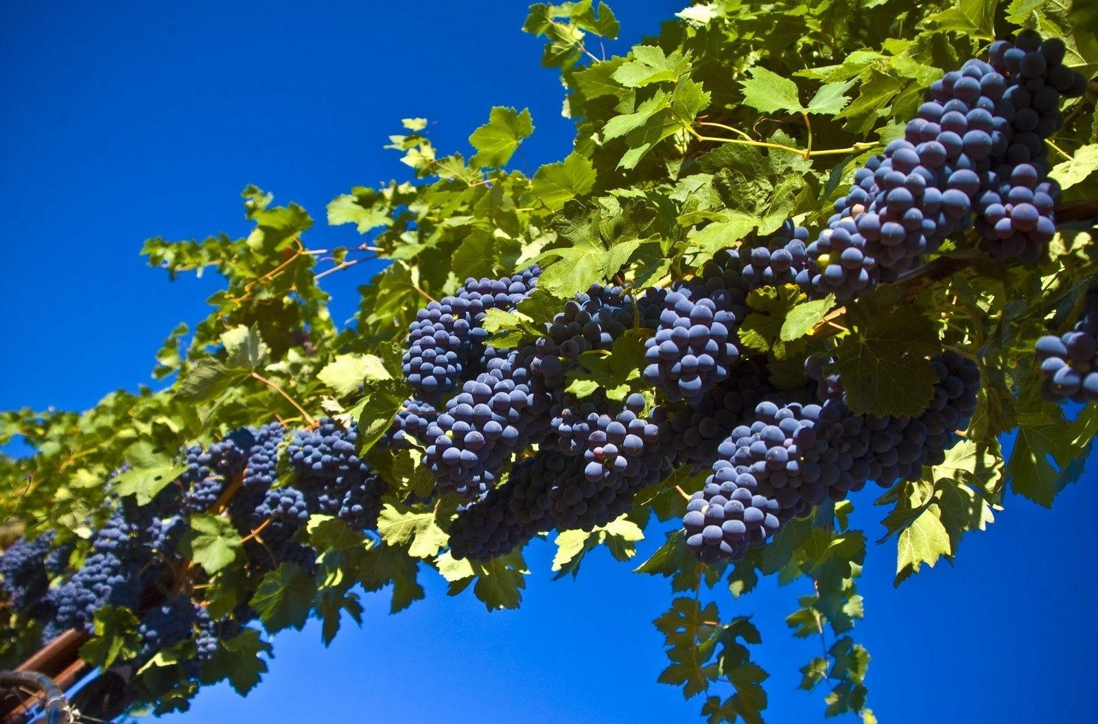 schwarze Trauben, Natur, Frucht, hochauflösend, Bild, 1600x1060 HD Desktop