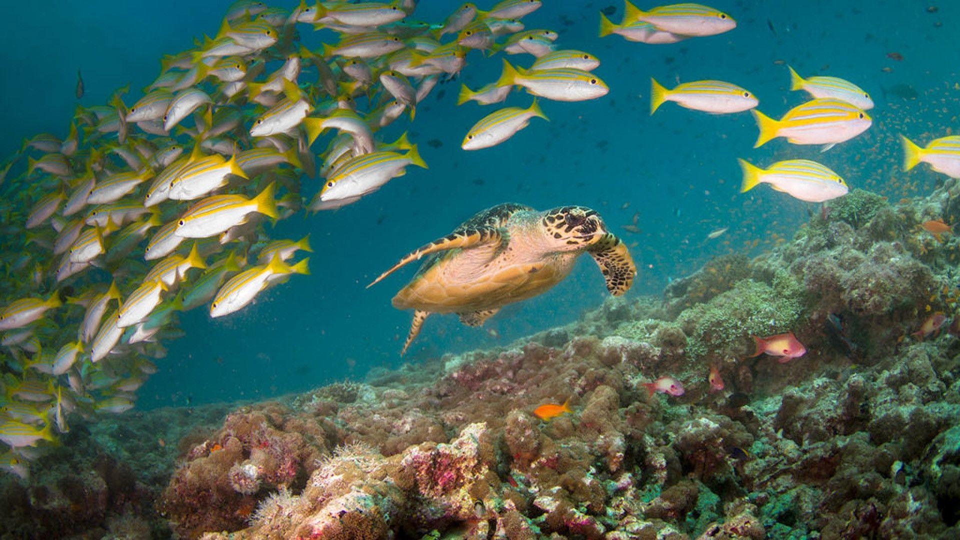 Great Barrier Reef, Korallen, Biodiversität, Meeresökosystem, Schutz, 1920x1080 Full HD Desktop