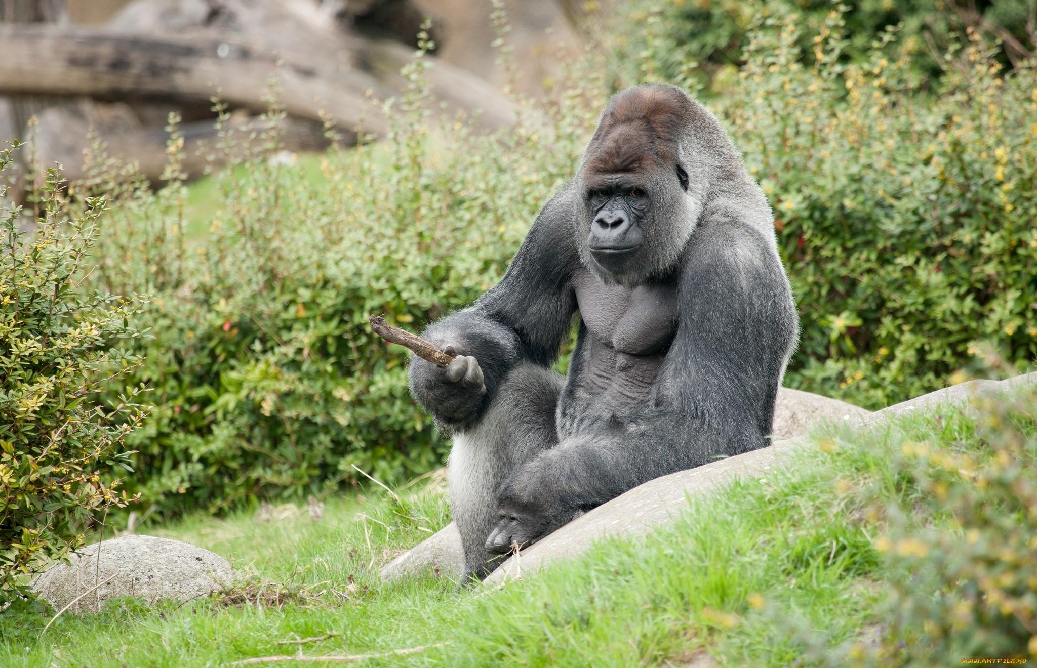 Gorilla, HD, Tier, Natur, Hintergrund, 2050x1320 HD Desktop