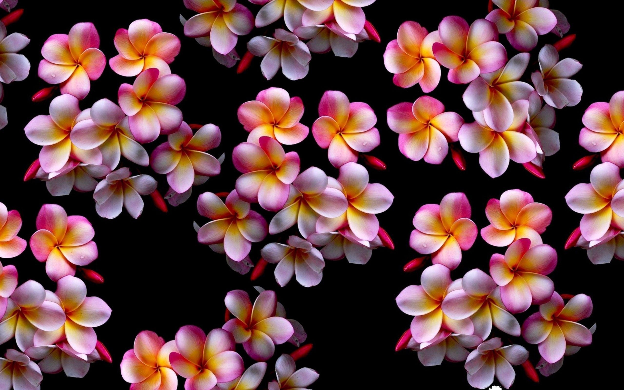 Plumeria, Pink, HD Bild, Natur, Blüten, 2560x1600 HD Desktop