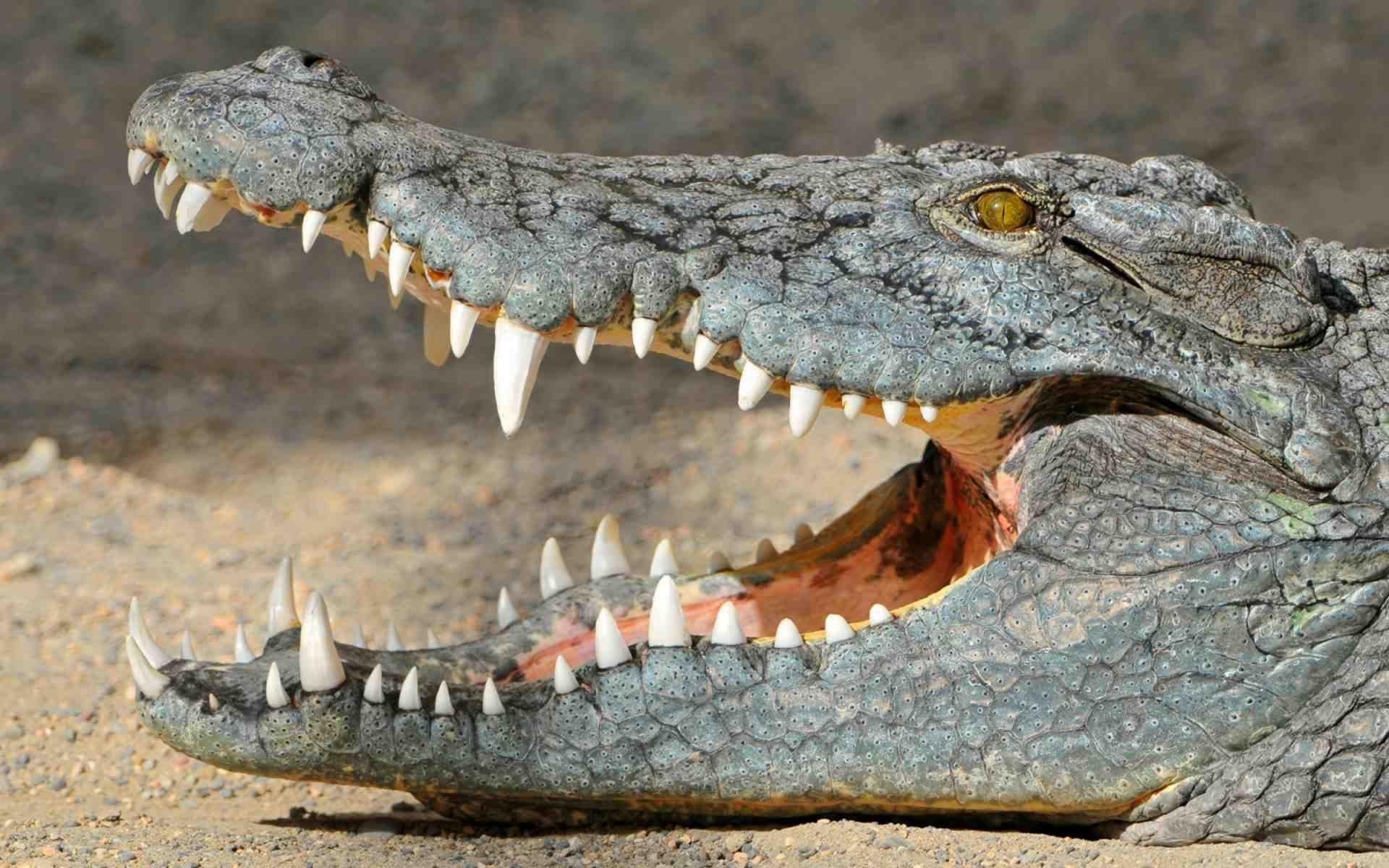 Krokodil, Tiere, natürlicher Lebensraum, Raubtier, Reptil, 1920x1200 HD Desktop