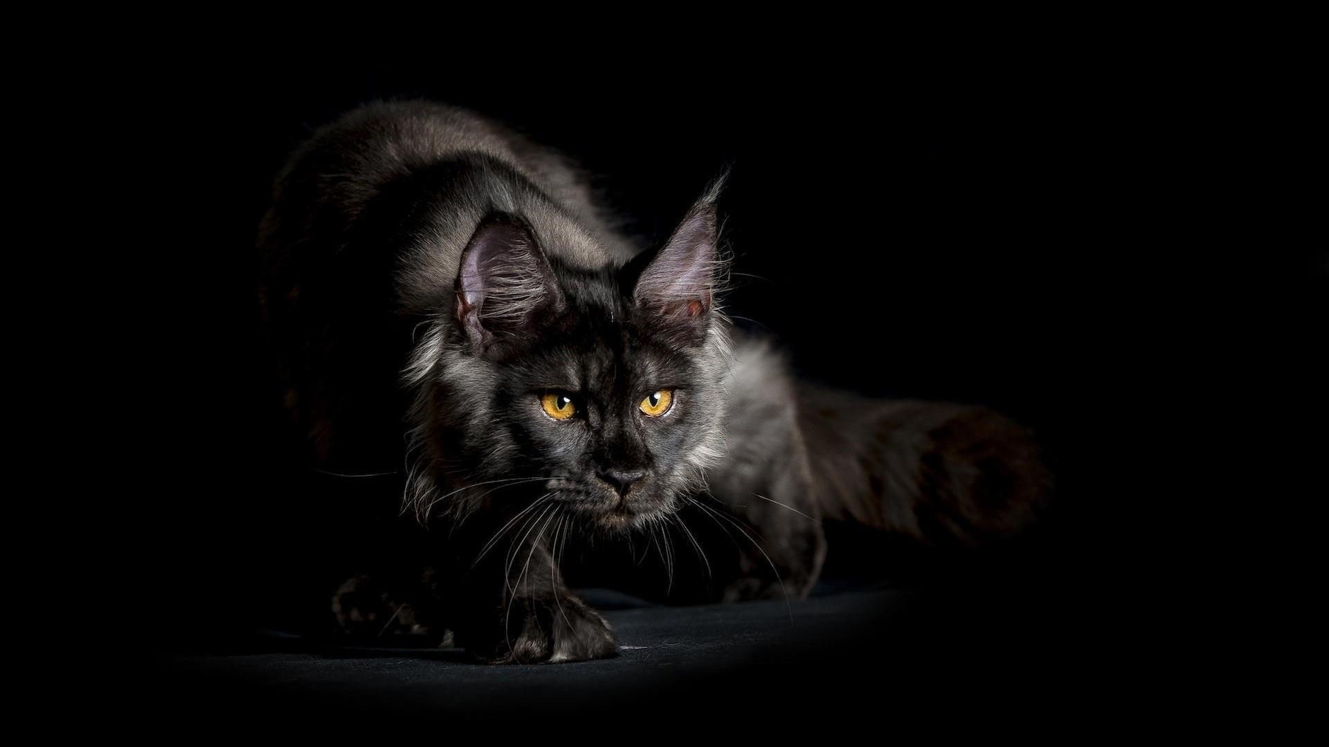 Maine Coon, schwarze Katze, Studio, HD, Foto, 1920x1080 Full HD Desktop