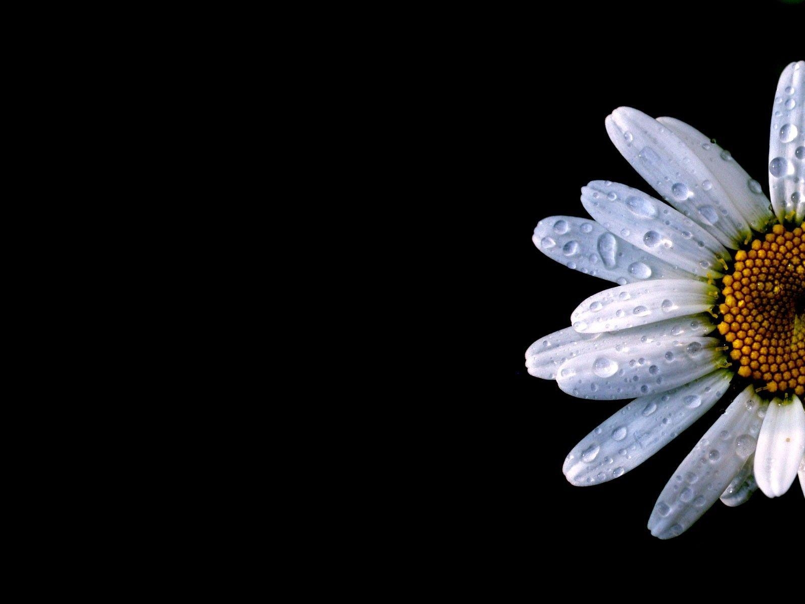 Gänseblümchen, Lavendel, HD-Kunst, weiße Blume, Hintergrund, 1600x1200 HD Desktop