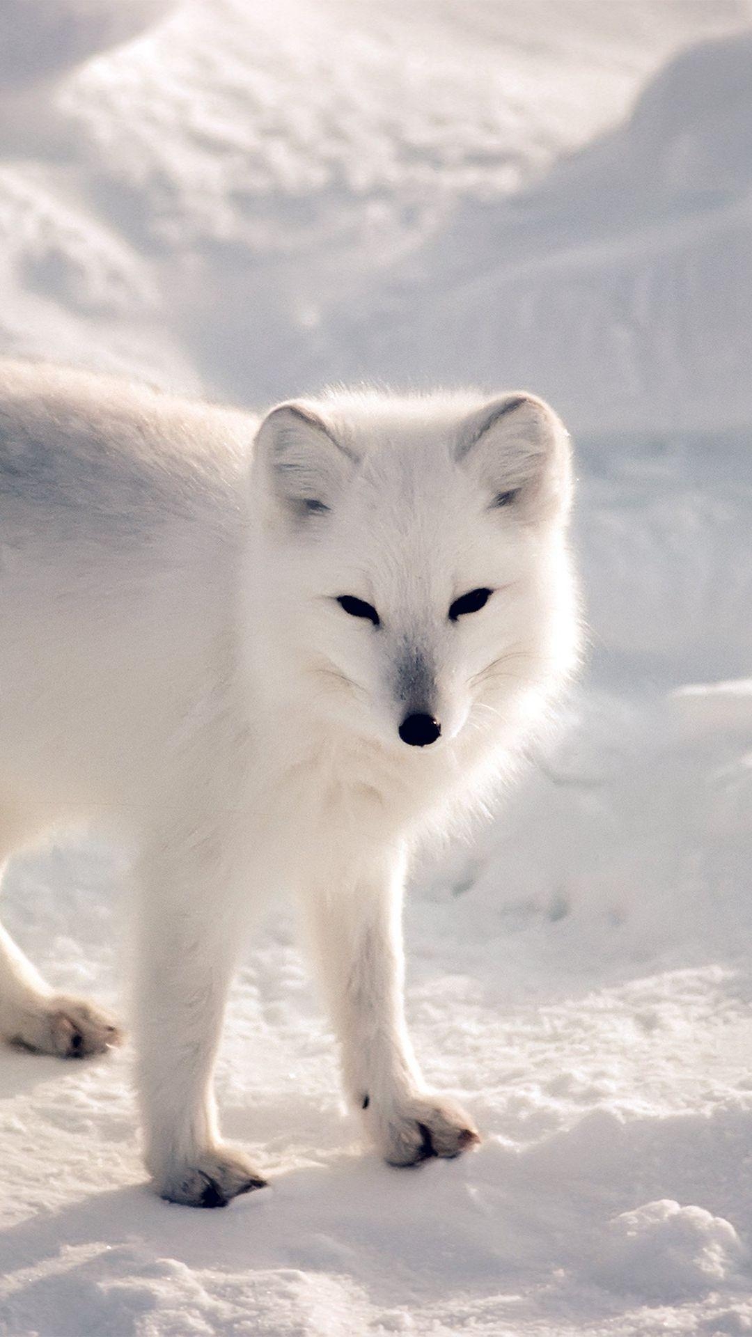 Weißer Arktischer Fuchs, Schnee, Winter, Tier, iPhone, 1080x1920 Full HD Handy