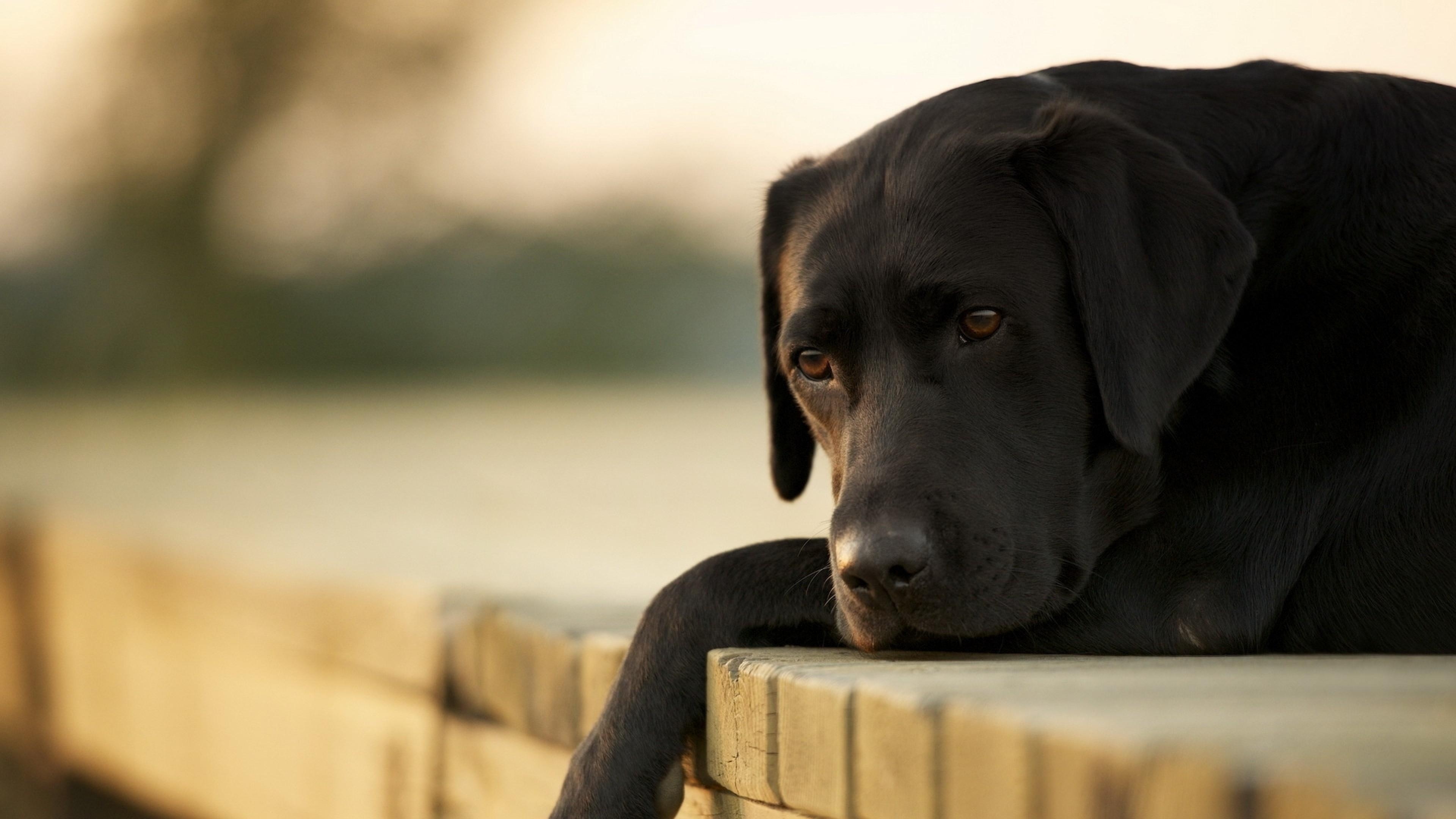 Labrador, Hund, 4K, Tiere, Hintergrund, 3840x2160 4K Desktop