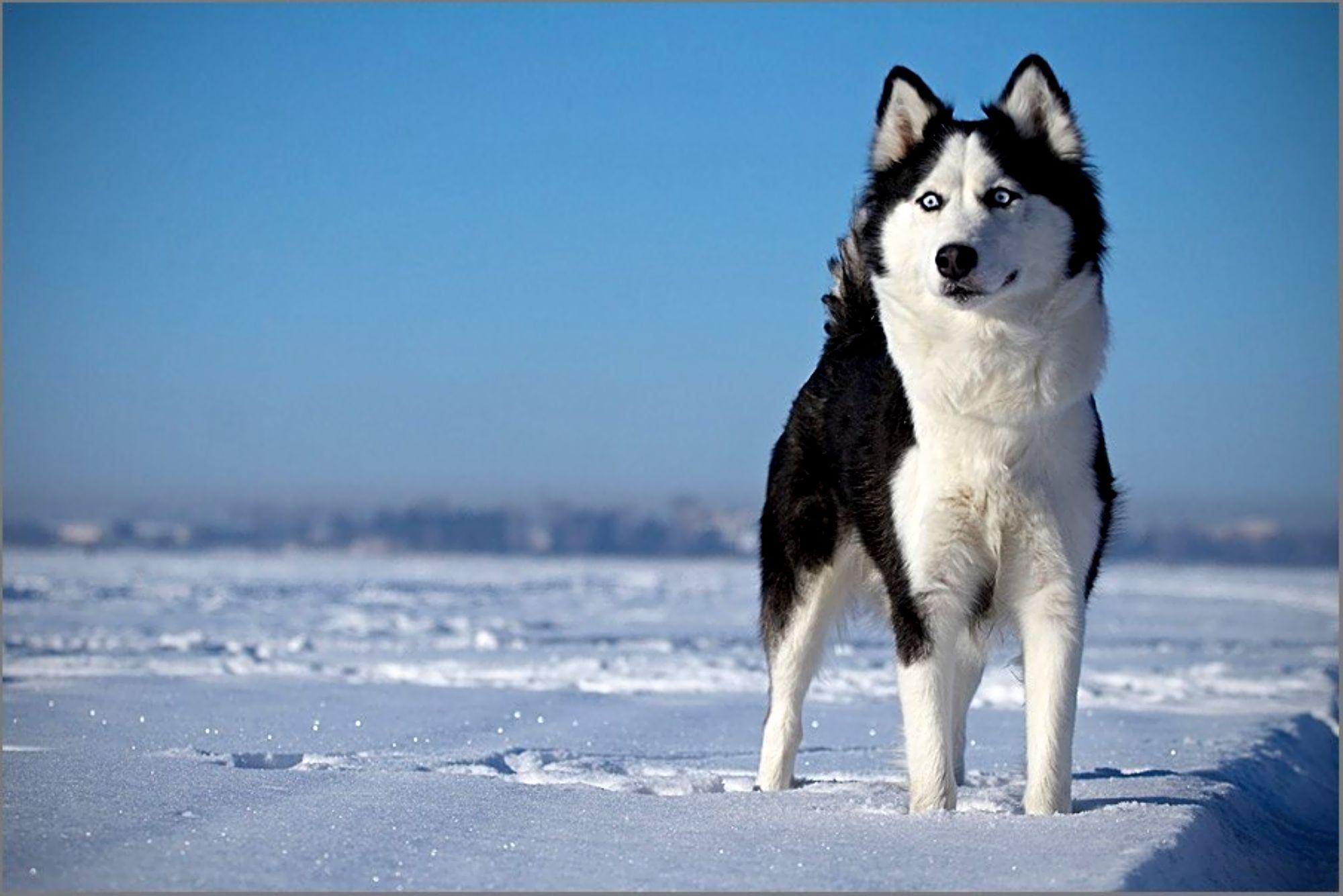 Sibirischer Husky, HD, Wallpaper, Hunde, Bild, 2000x1340 HD Desktop