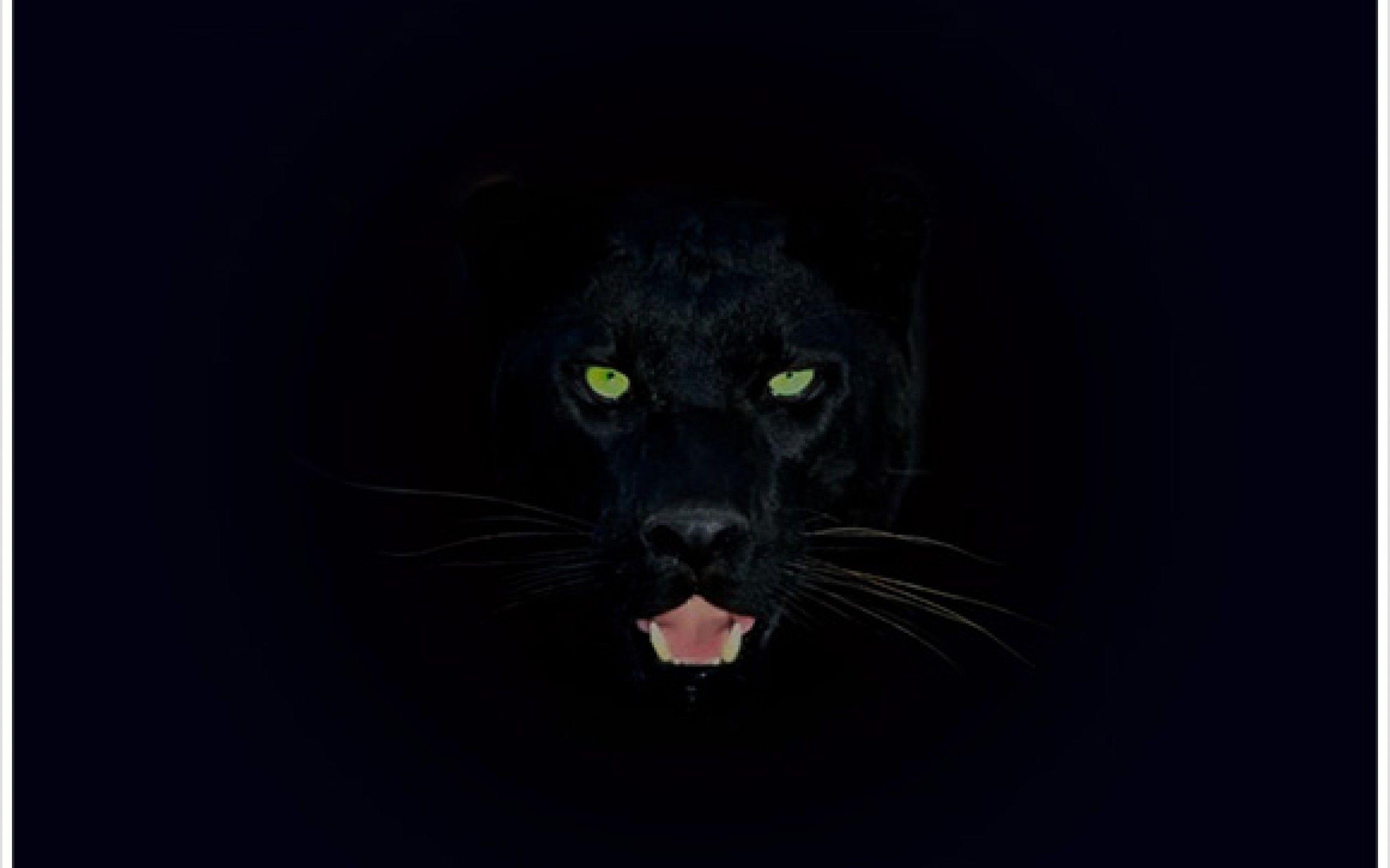 Panther, Tier, Hintergrund, Spot, Ausdruck, 2560x1600 HD Desktop