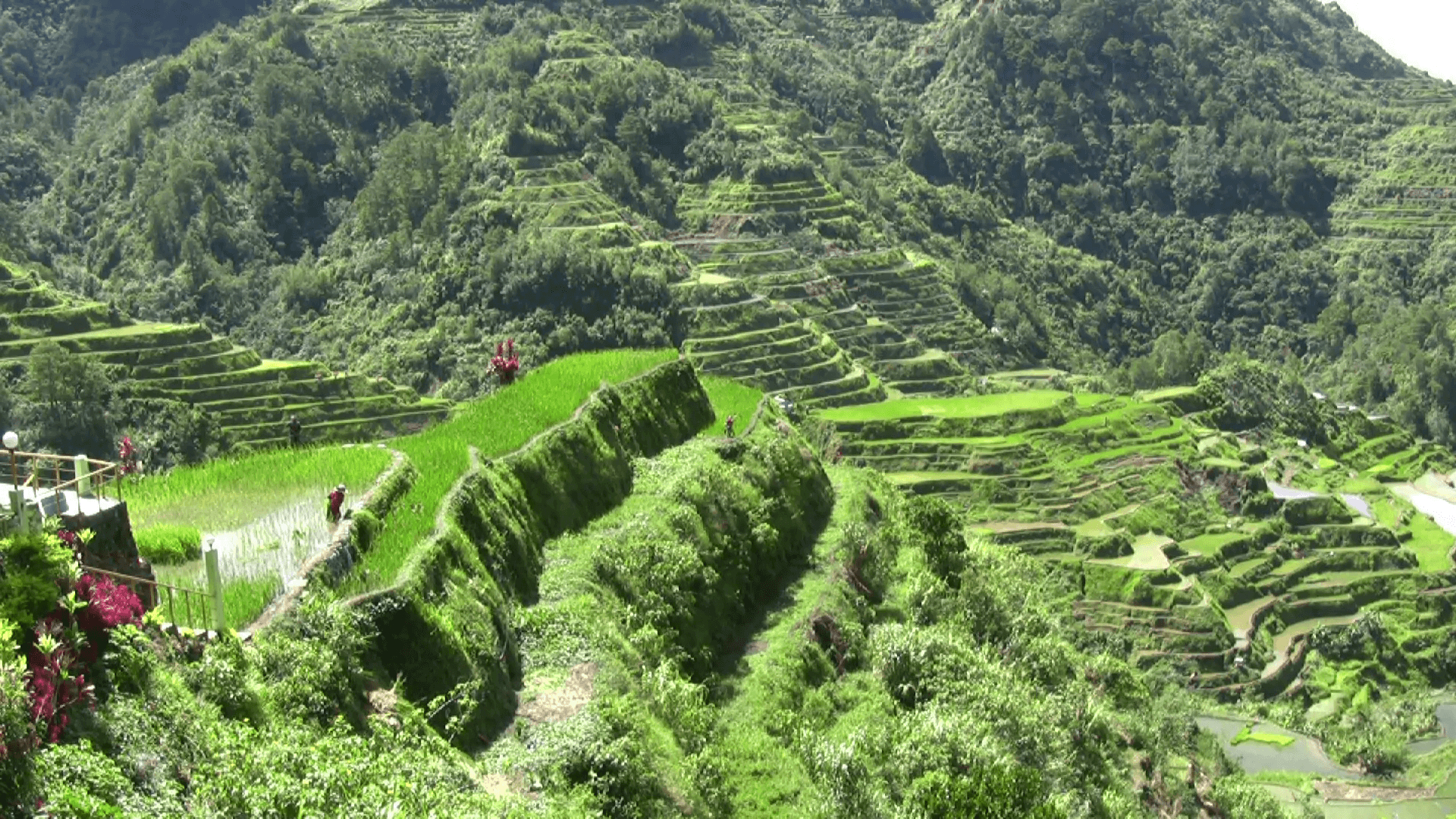 Banaue, Philippinen, Videomaterial, Reisterrassen, Natur, 1920x1080 Full HD Desktop