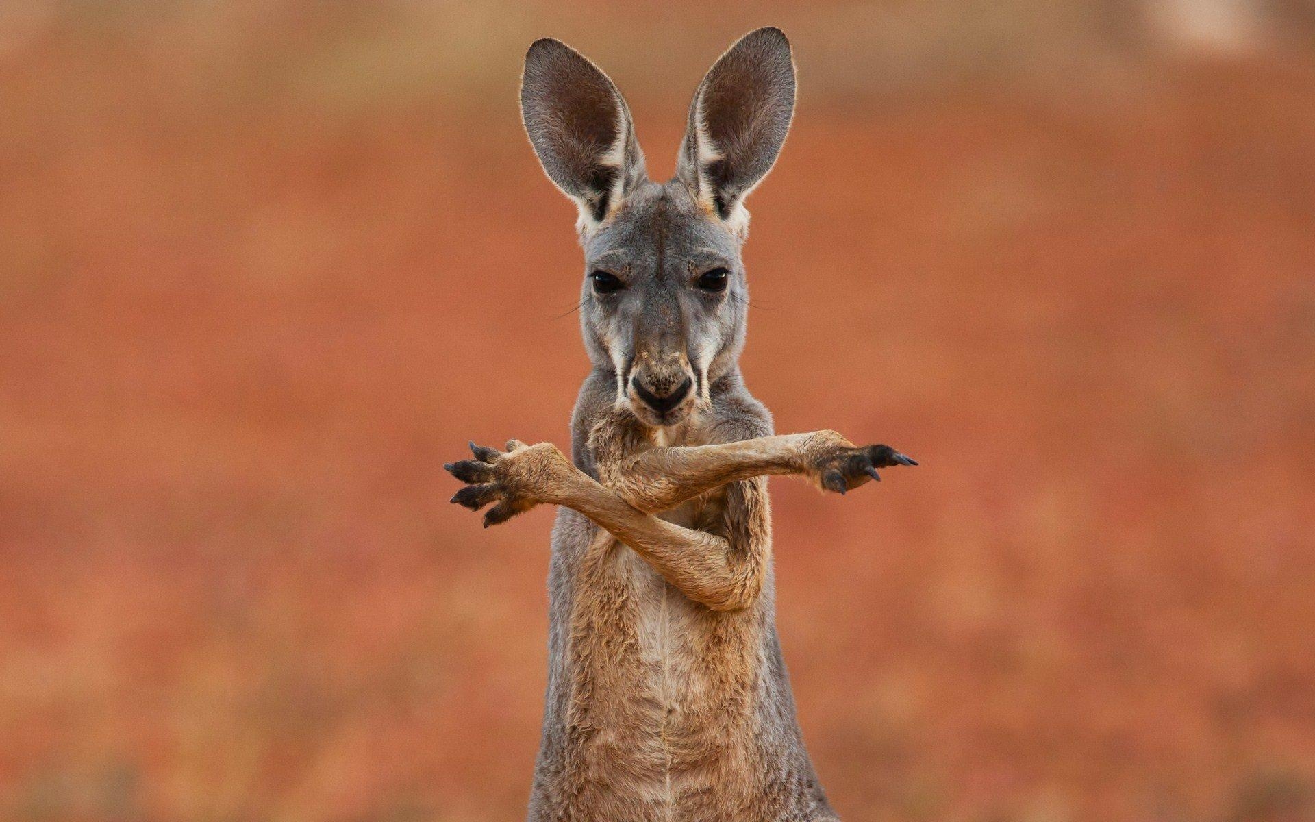 Känguru, Australien, Marsupial, Tier, Bild, 1920x1200 HD Desktop