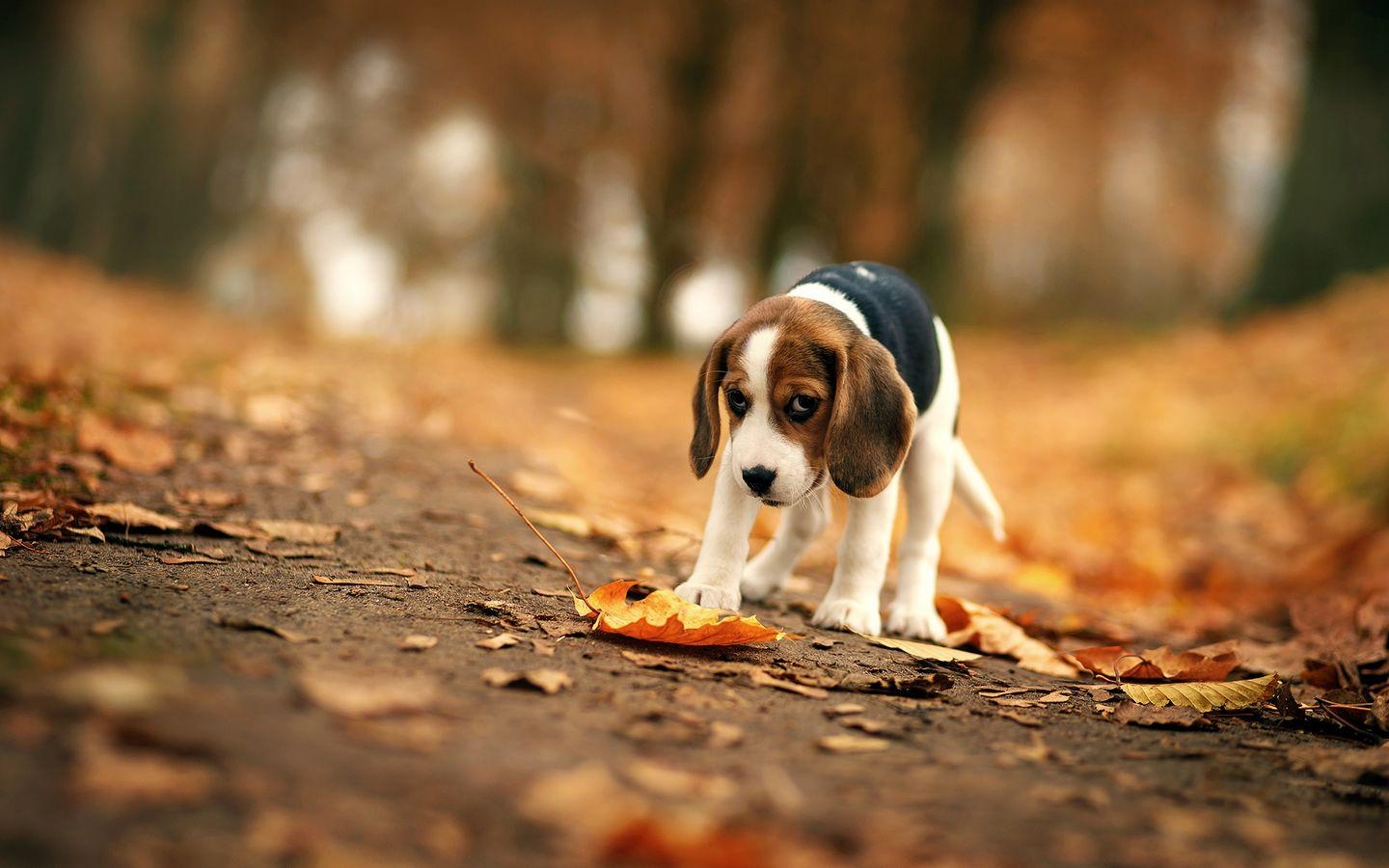 Beagle Hund, Auflösung, HD 4K, Fotografie, Tiere, 1440x900 HD Desktop