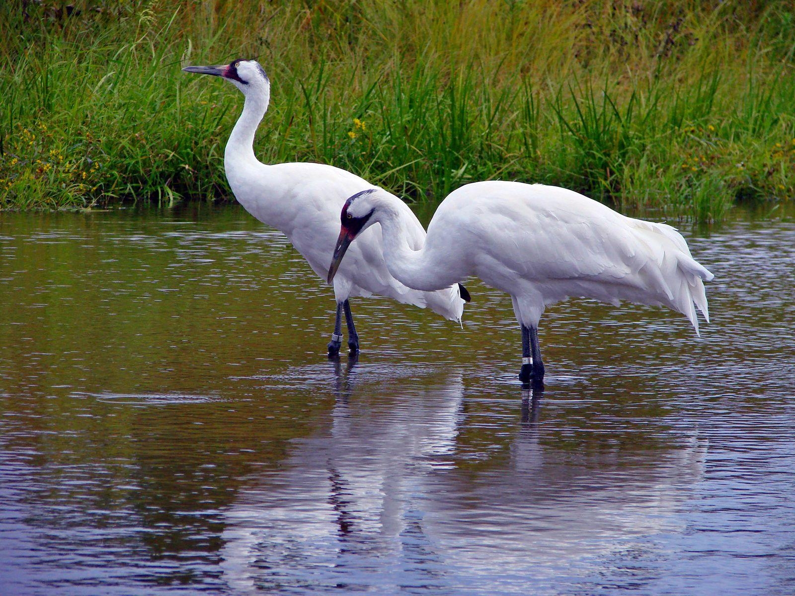 Kranich Vogel, Bild, x1200, Tiere, Natur, 1600x1200 HD Desktop