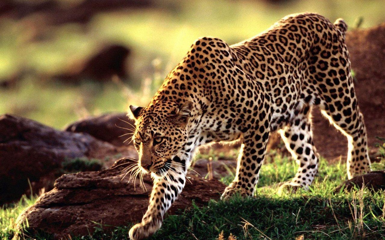 Leopard, Telefon, UHD Texturen, Mobile, Tierwelt, 1280x800 HD Desktop