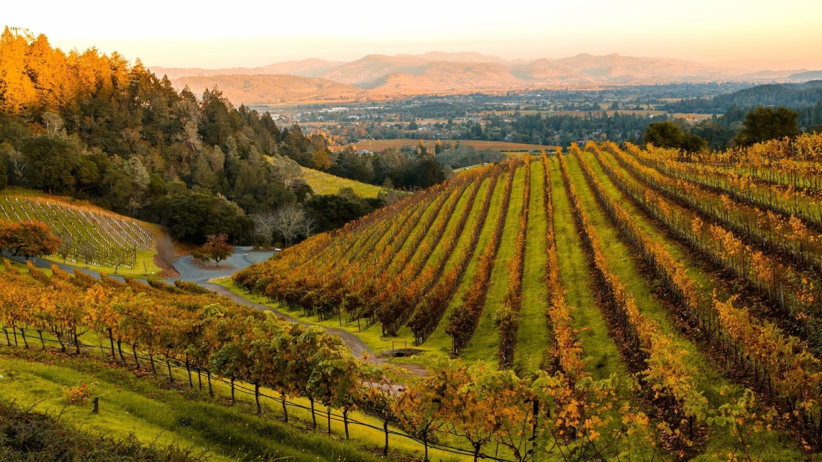 Napa Valley, Bild, Weinland, Kalifornien, Reisen, 1600x900 HD Desktop