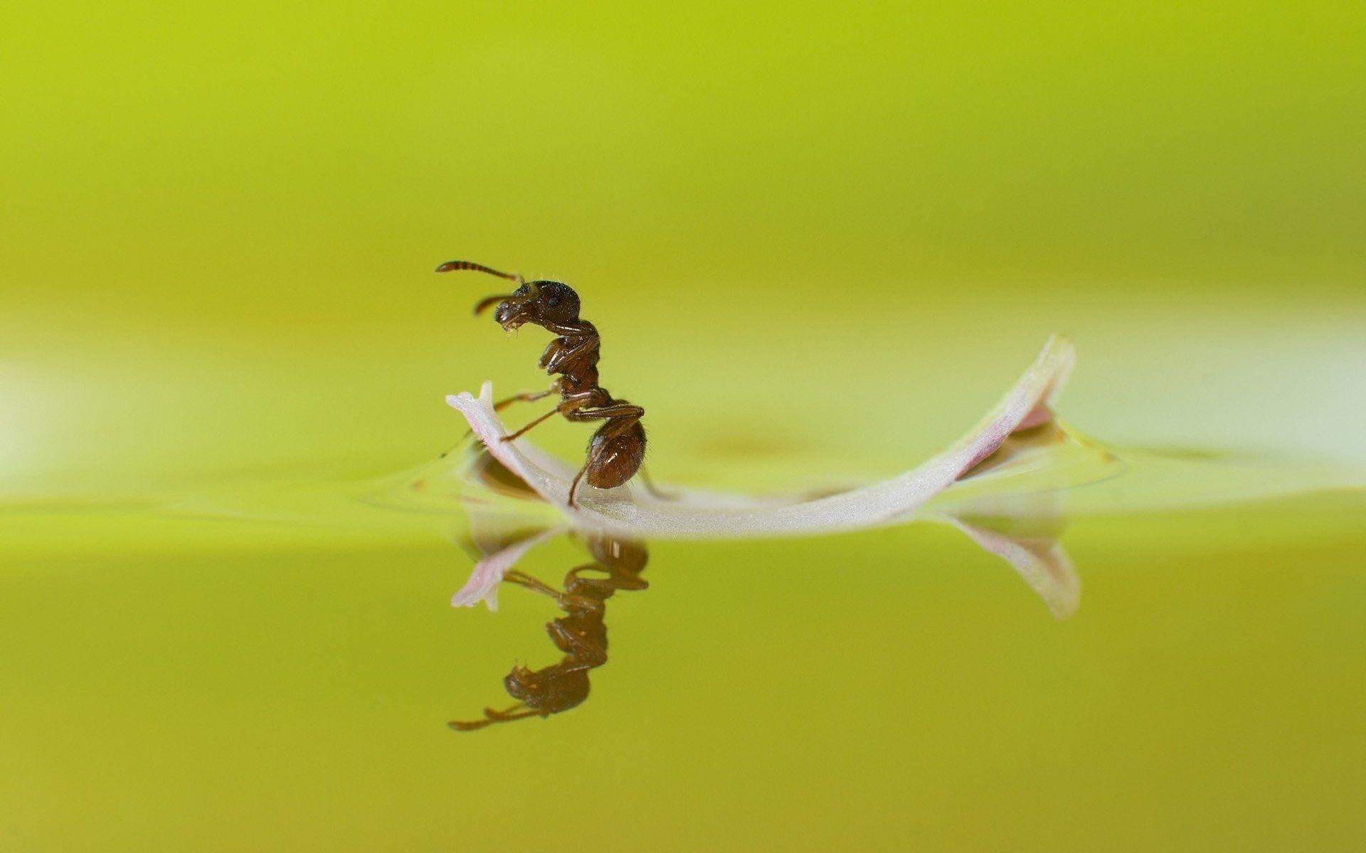 Ameise, Insekten, HD Hintergrund, Makroaufnahme, Natur, 1920x1200 HD Desktop