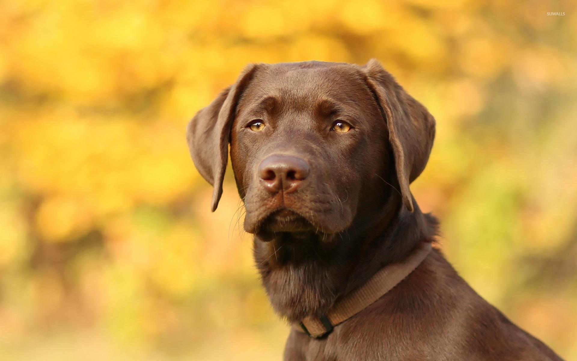 Brauner Labrador, Retriever, Aussehen, Hintergrund, Tiere, 1920x1200 HD Desktop