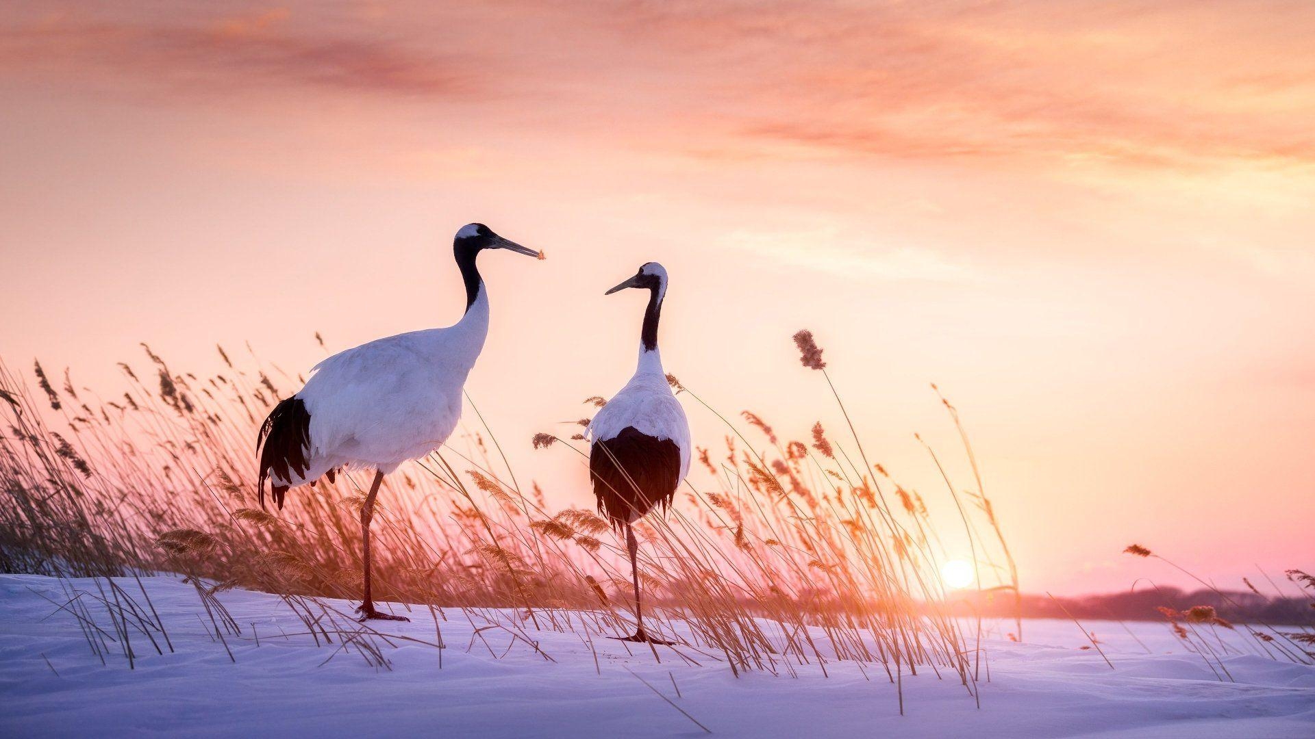 Tier, Roter Kronenkranich, Vogel, Hintergrundbild, Vögel, 1920x1080 Full HD Desktop