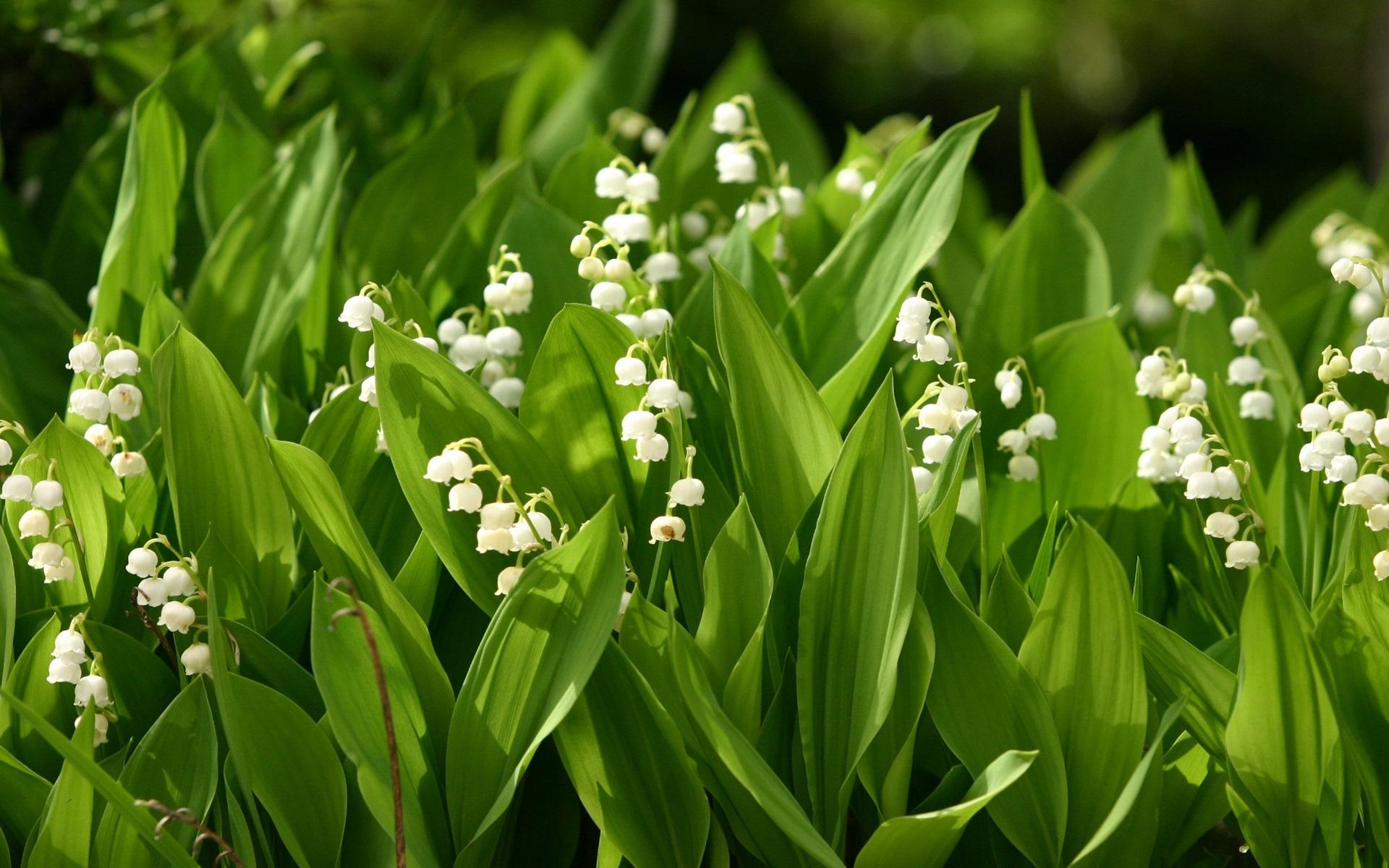 Maiglöckchen, HD, Hintergrundbild, Naturliebe, Frühlingszauber, 1920x1200 HD Desktop