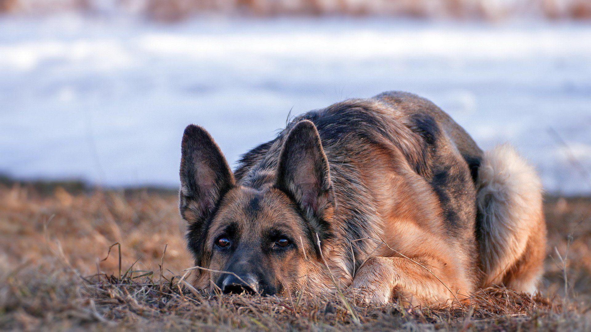 Schäferhund, Hund, HD, 4K, Hintergrund, 1920x1080 Full HD Desktop