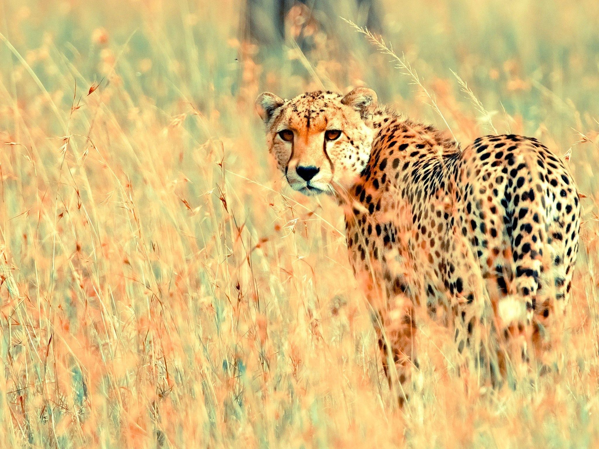 Schöner Gepard, Tiere, Hintergrund, Wildkatze, Bild, 2050x1540 HD Desktop