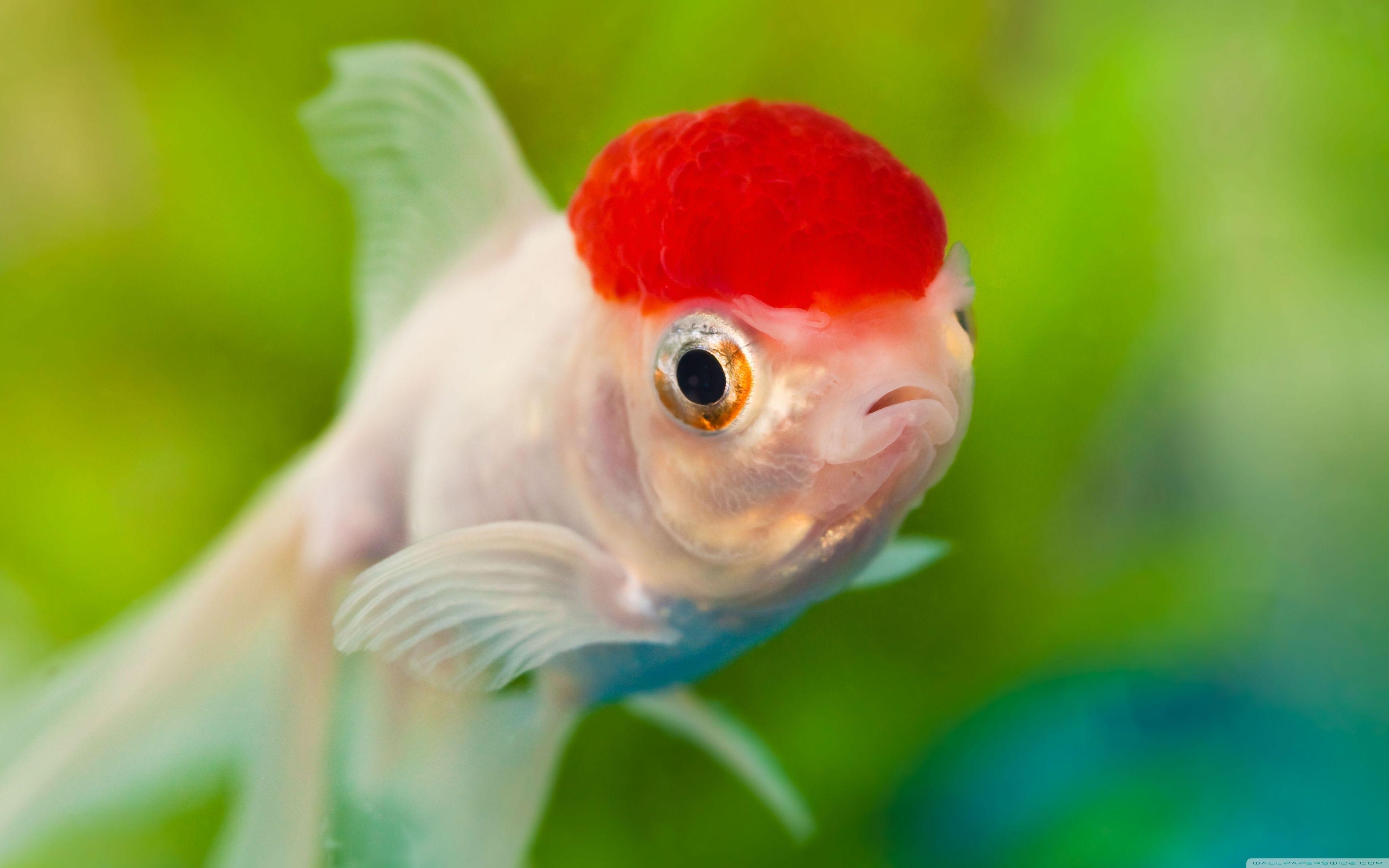 Red Cap Oranda, Goldfisch, 4K, HD, Desktop, 3840x2400 4K Desktop