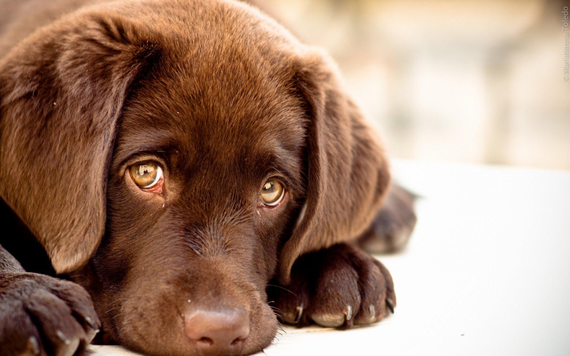 Labrador, Tiere, HD, Desktop, Hintergrund, 1920x1200 HD Desktop