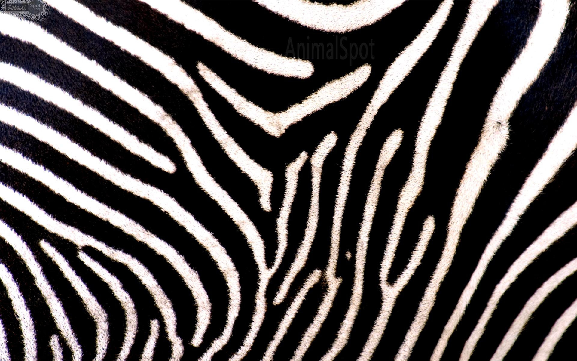 Zebra, 20x1200, Tiere, Bild, Streifen, 1920x1200 HD Desktop