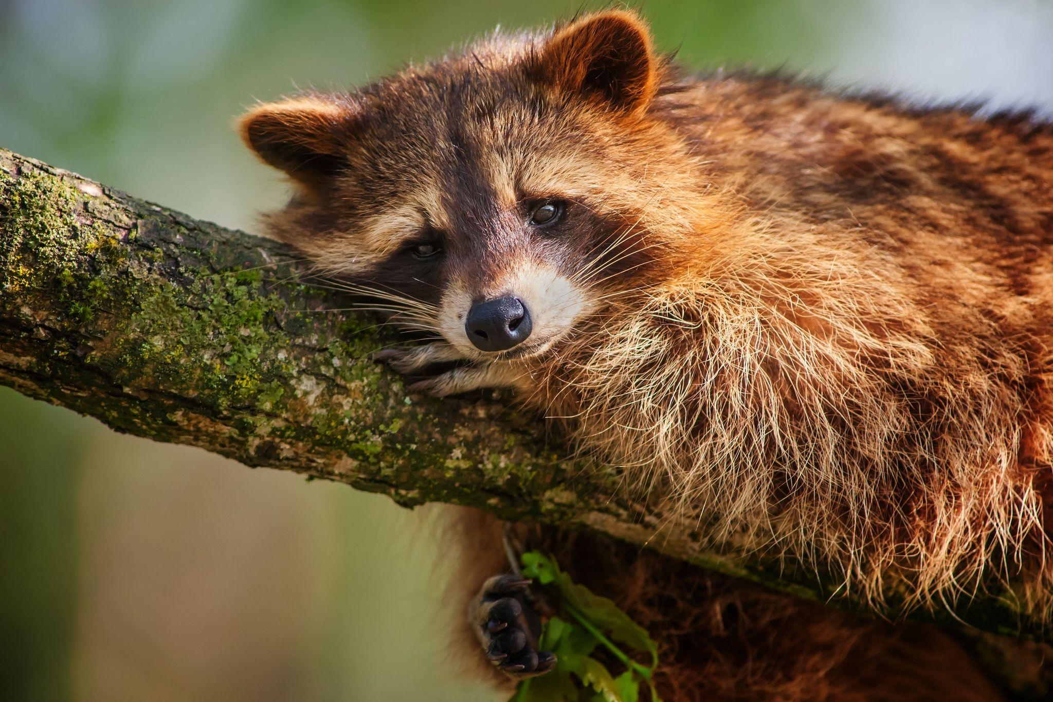 Exzellenter HD-Waschbär, Hintergrund, Natur, Wald, 2050x1370 HD Desktop