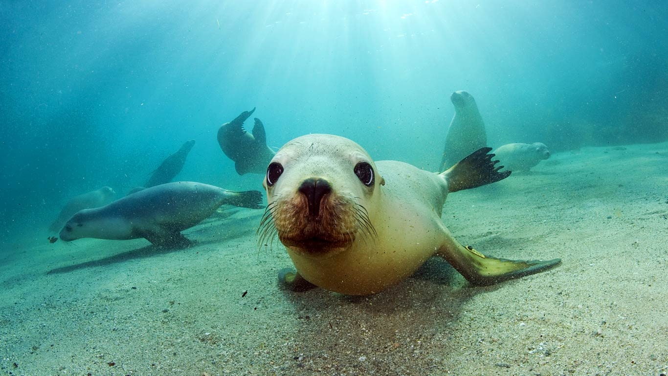 Seelöwe, Tier, Meer, Strand, Hintergrund, 1370x770 HD Desktop