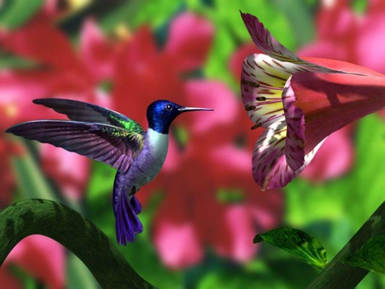 Kostenloserer, Kolibri, Vogelwelt, Flora, HD, 1280x960 HD Desktop