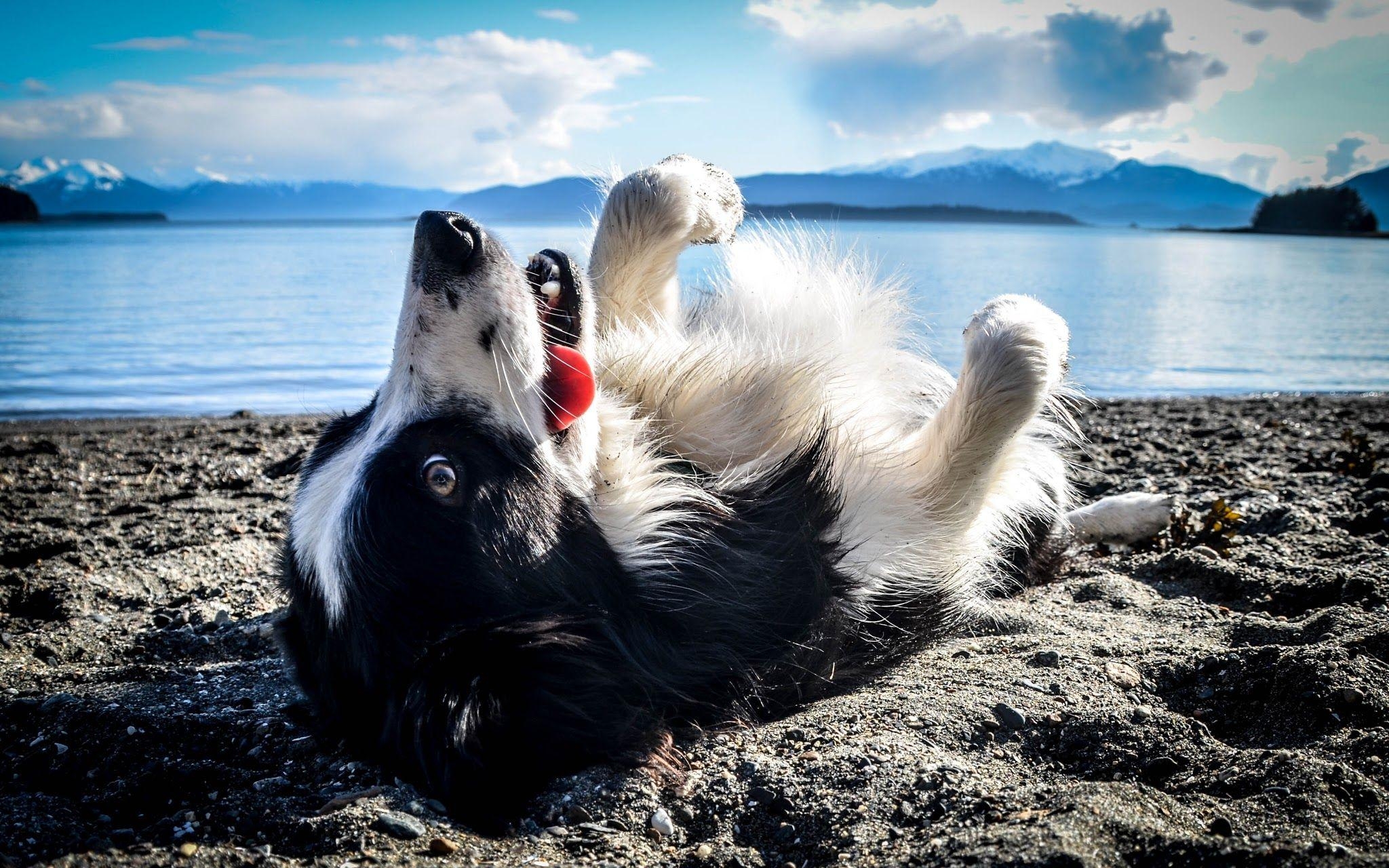 Border Collie, Hund, Tier, Post, schwarzweiß, 2050x1280 HD Desktop