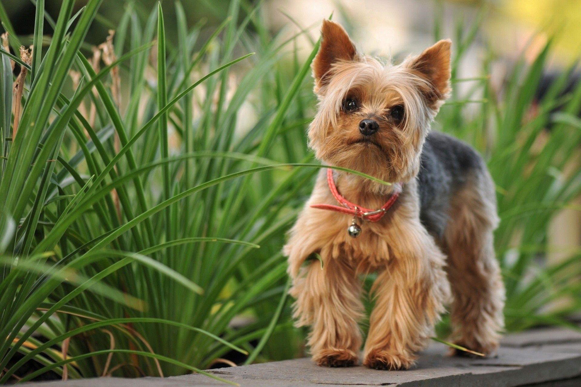 Yorkie, Desktop, Tierliebhaber, Schlafzimmer, goldene Töne, 1920x1280 HD Desktop