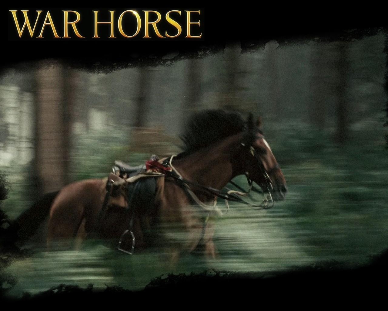 Kriegspferd, Desktop, Hintergrund, War Horse, Bild, 1280x1030 HD Desktop