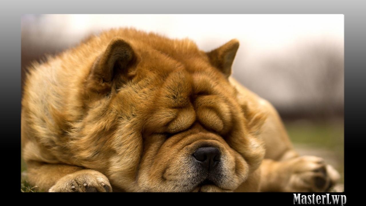 Chow Chow, Hintergrund, Android, Hund, Tiere, 1280x720 HD Desktop