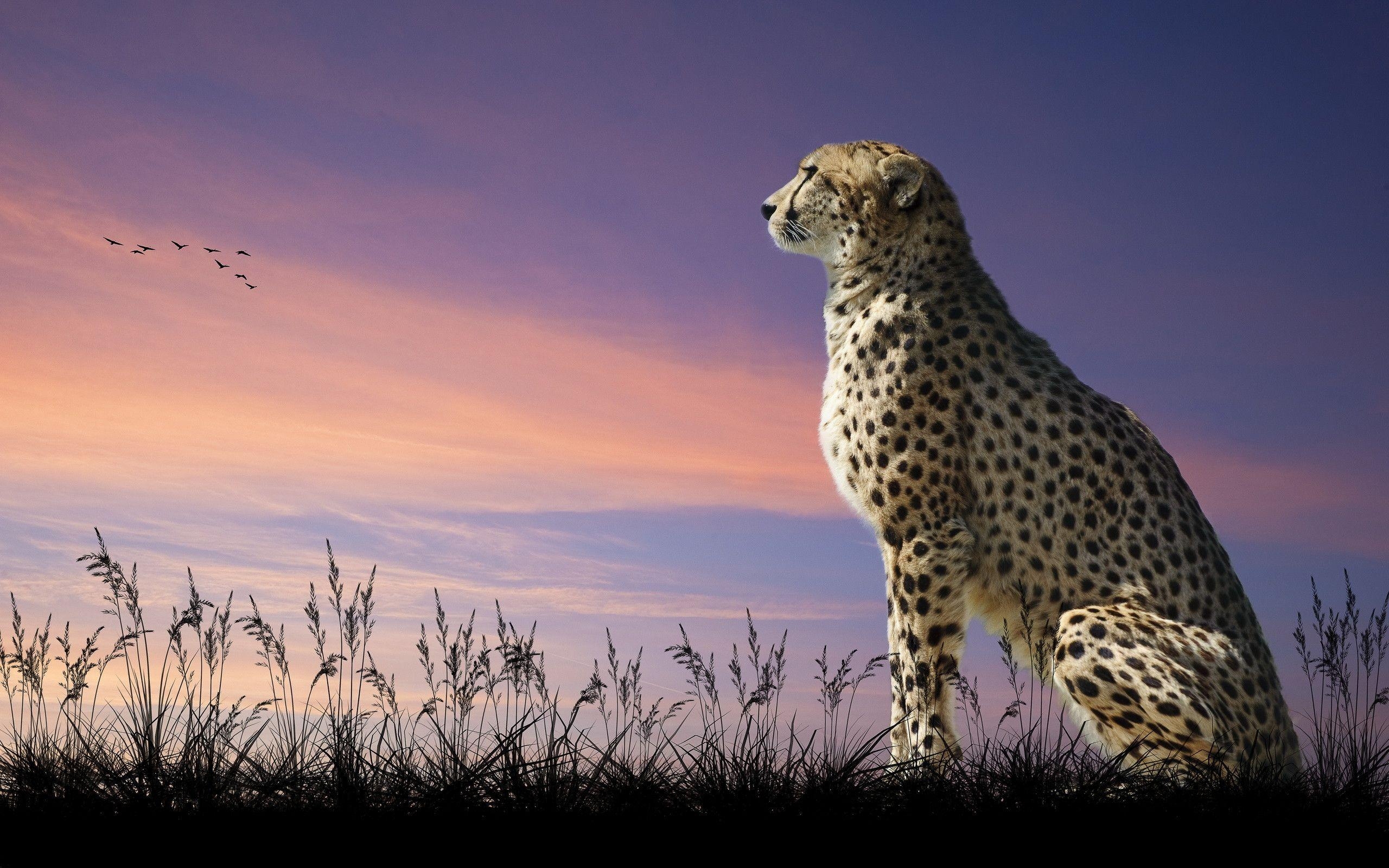 Gepard, Tier, Hintergrund, Schnell, Savanne, 2560x1600 HD Desktop