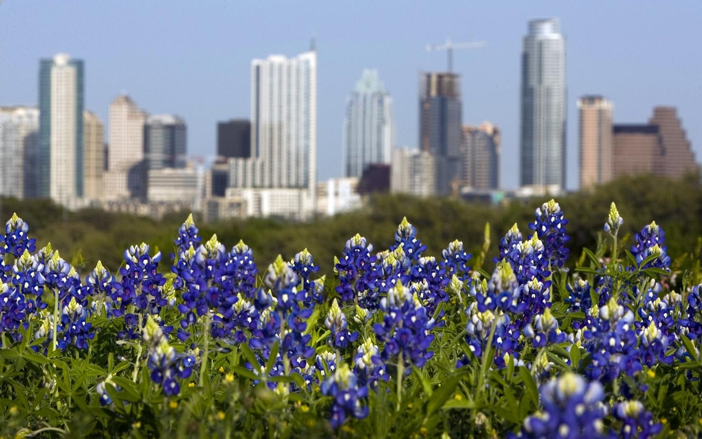 Bluebonnet, Kostenlos, Desktop, Blumen, Natur, 1440x910 HD Desktop