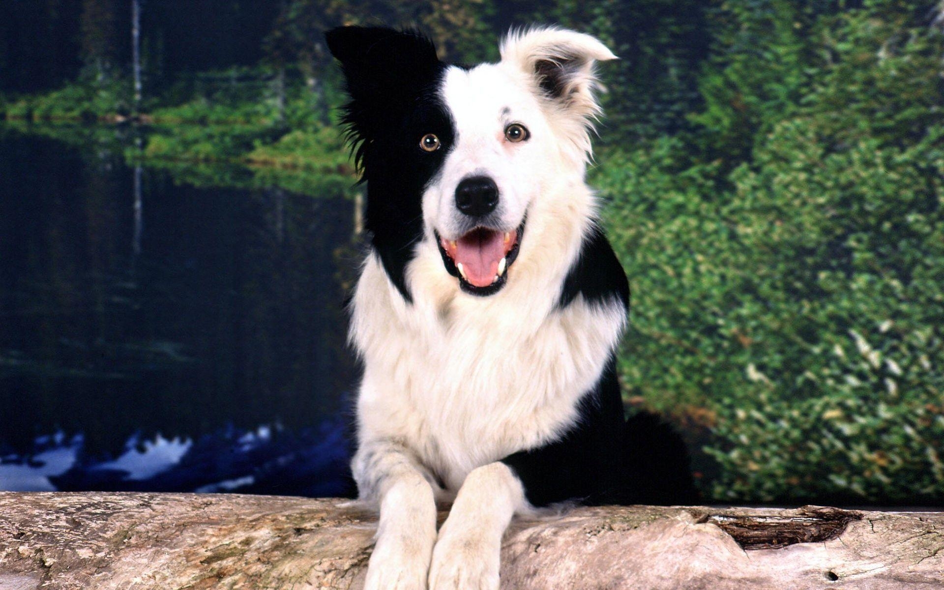 Border Collie, voll HD, Hund, Gesicht, schwarzweiß, 1920x1200 HD Desktop