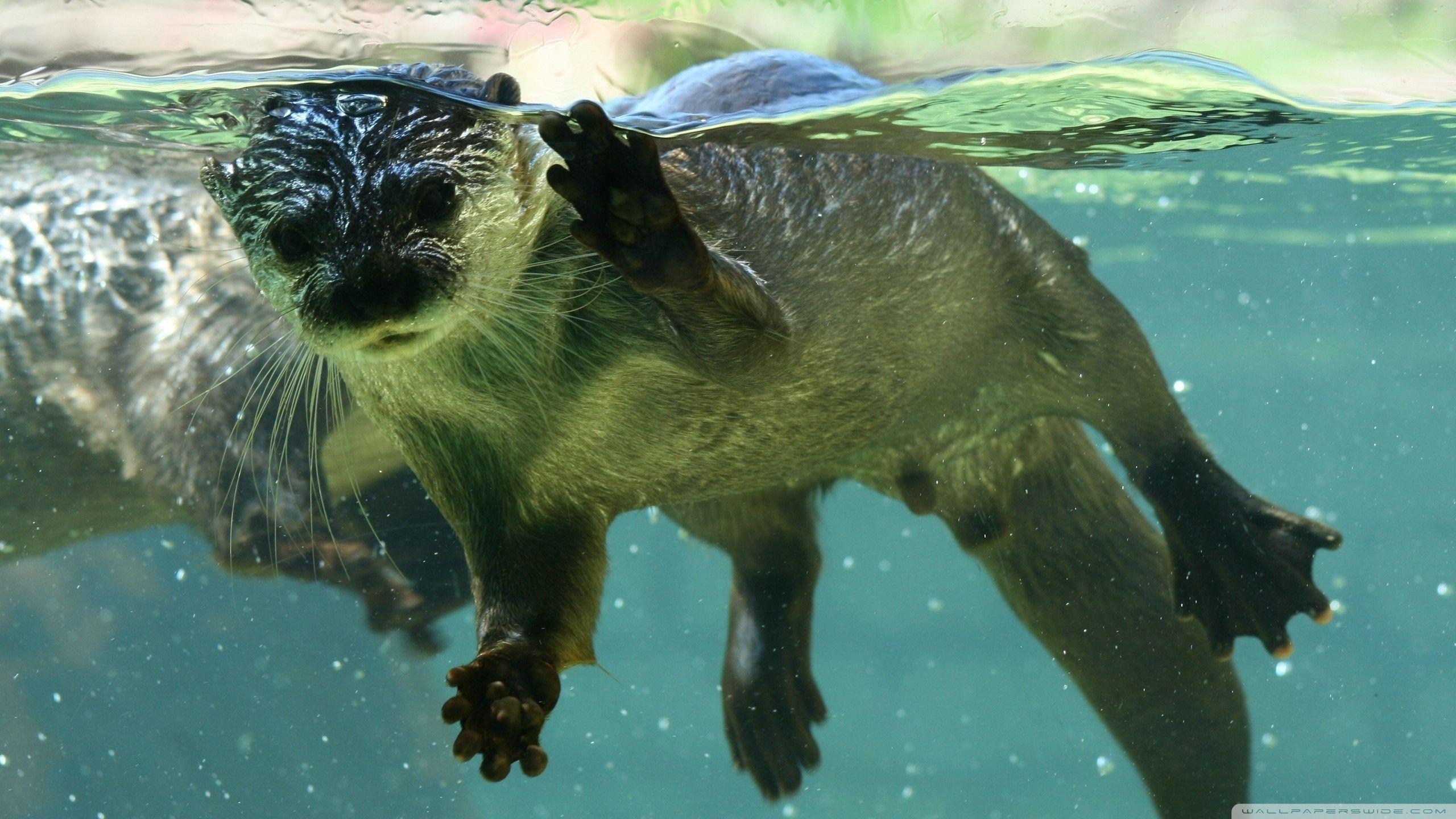 Otter, Wasser, 4K, HD, Hintergrund, 2560x1440 HD Desktop