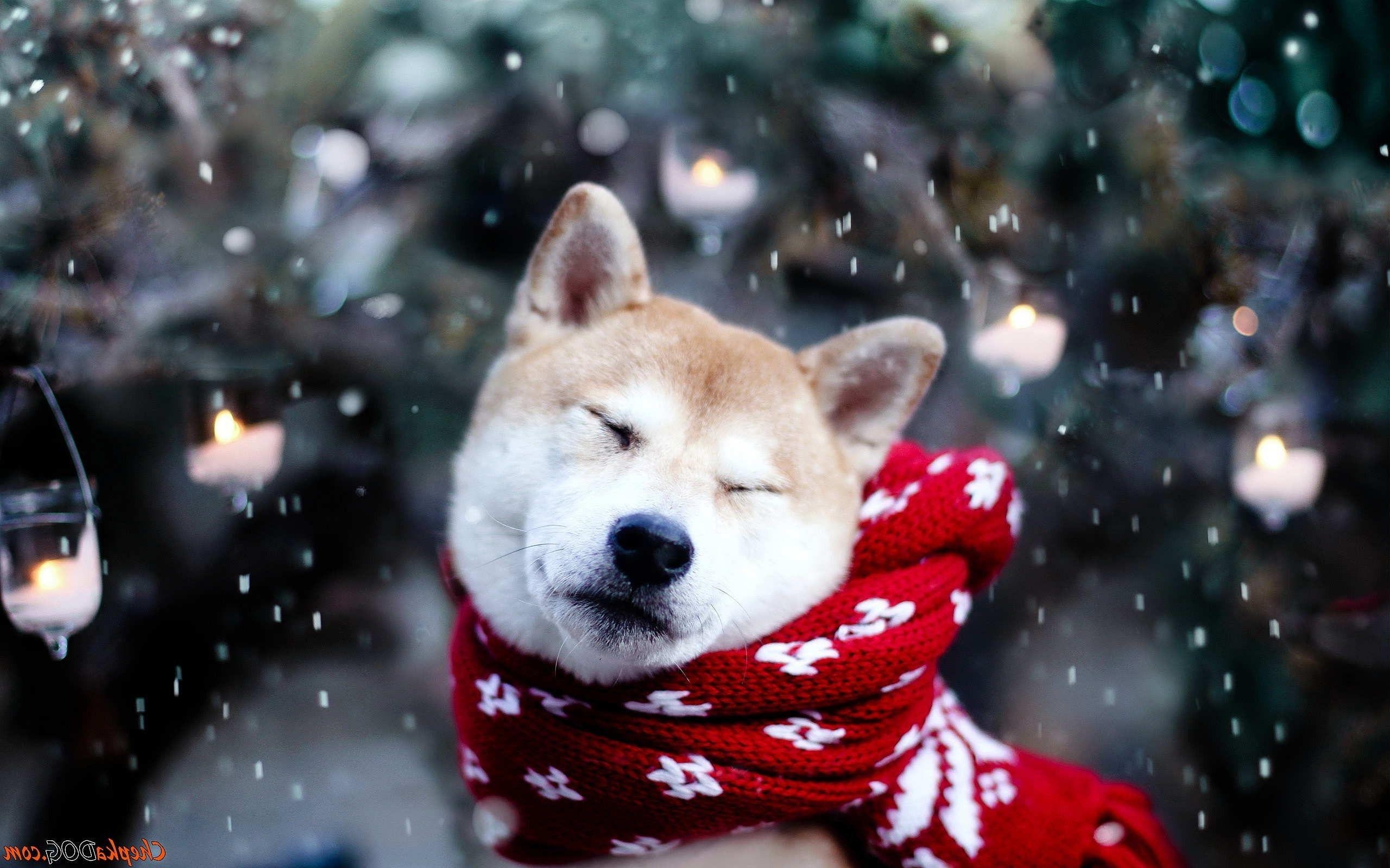 Shiba Inu, Hund, Schnee, Tiere, Hintergrund, 2560x1600 HD Desktop