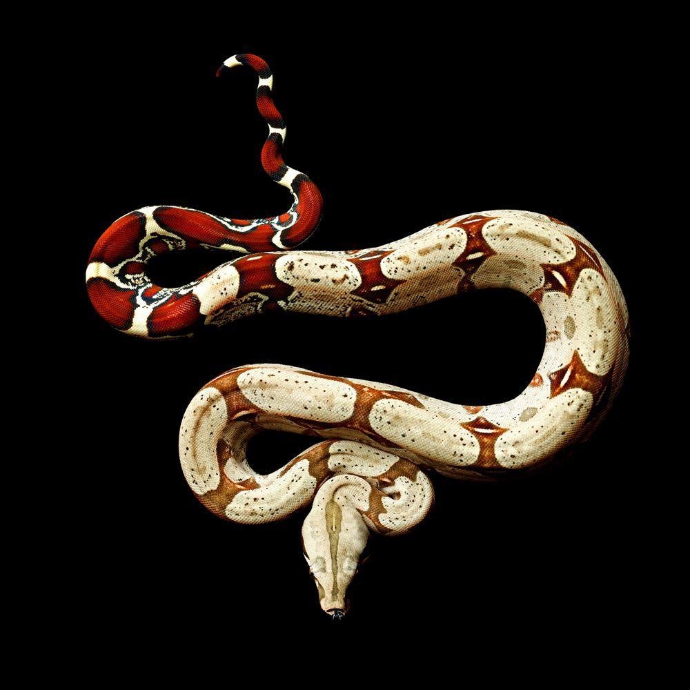 Boa Constrictor, Telefondesign, Hintergrund, Foto, Schlangenbild, 1000x1000 HD Handy