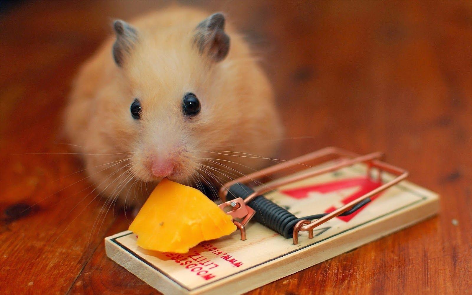 Hamster HD, 16, Niedliches Bild, Tiermotiv, Nagetier, 1600x1000 HD Desktop