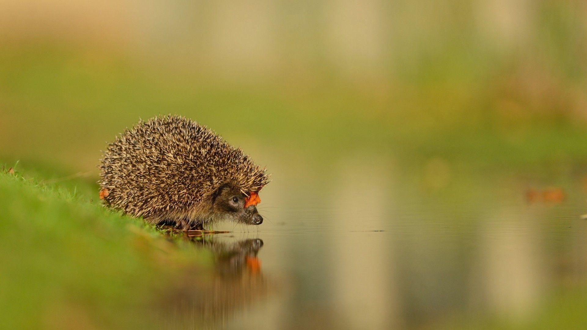 Igel, Wasserspiegelung, Natur, Wildtiere, Desktop Bild, 1920x1080 Full HD Desktop