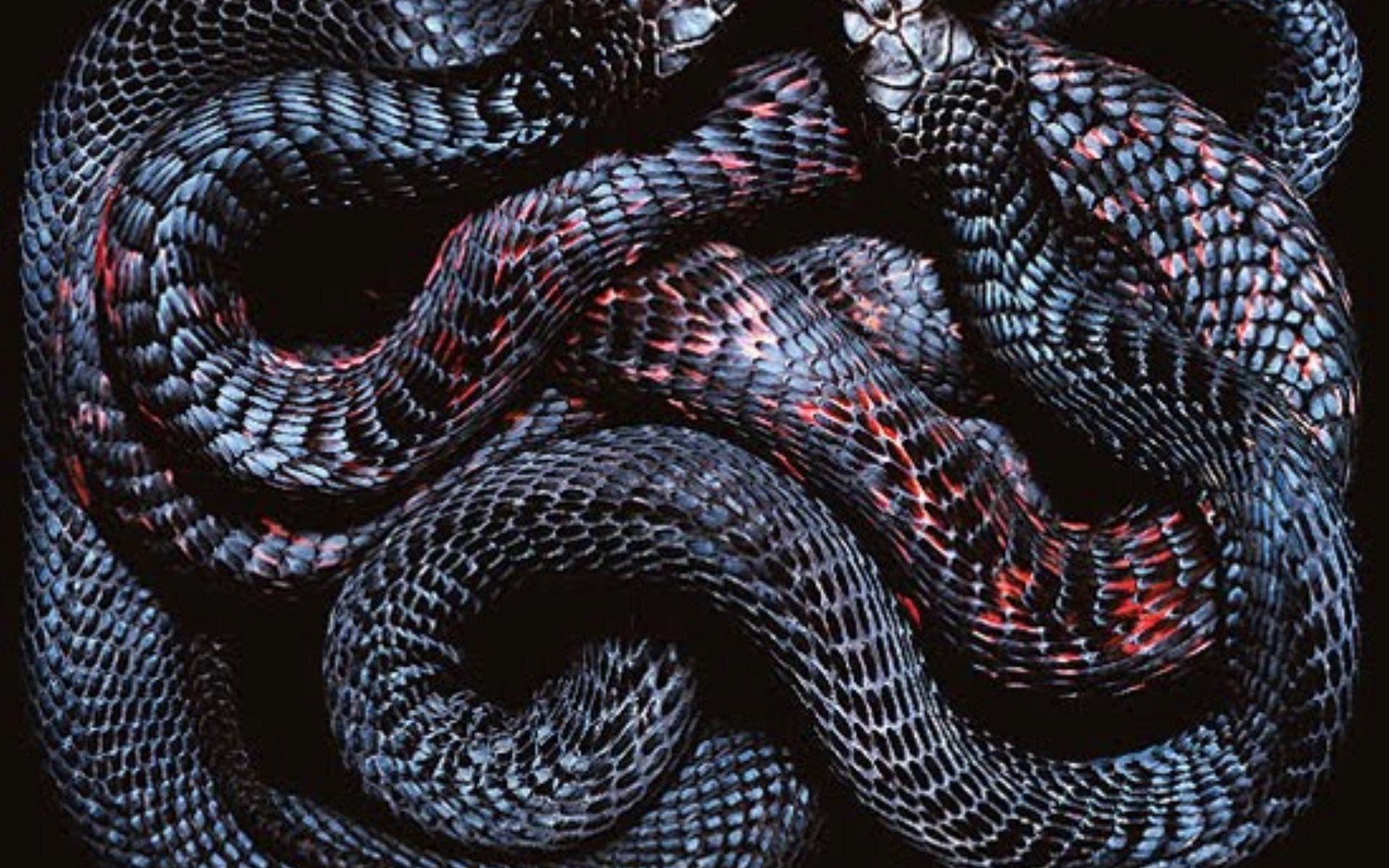 Schwarze Schlange, Viper, Bunter, Reptilien, Natur, 1920x1200 HD Desktop