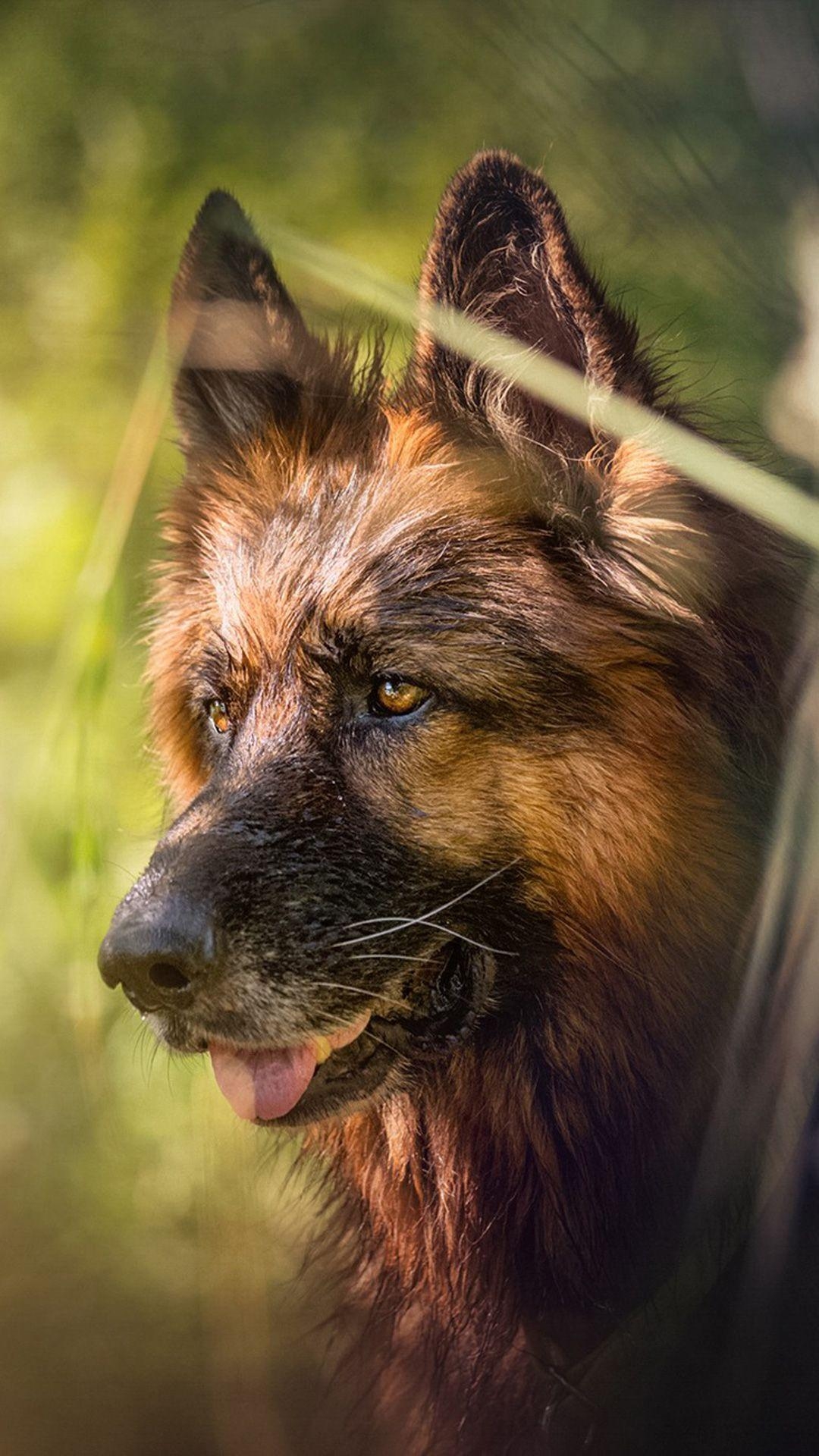 Schäferhund, konzentrierter Blick, Grün, Hundehintergrund, Landschaft, 1080x1920 Full HD Handy