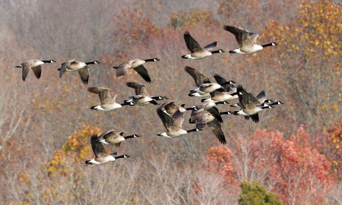 Gans, Herbst, Natur, Farbenpracht, hohe Auflösung, 1170x700 HD Desktop