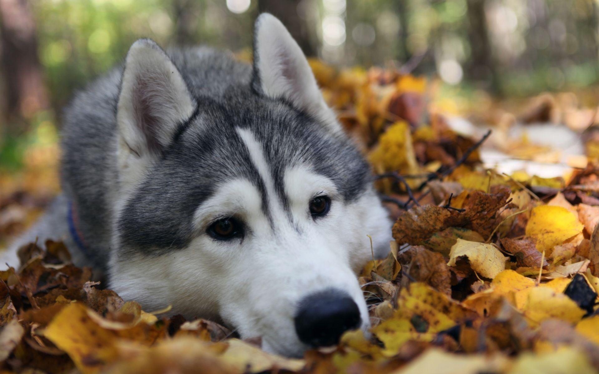 Sibirischer Husky, Weiß, Grau, Erwachsener, Hunde, 1920x1200 HD Desktop