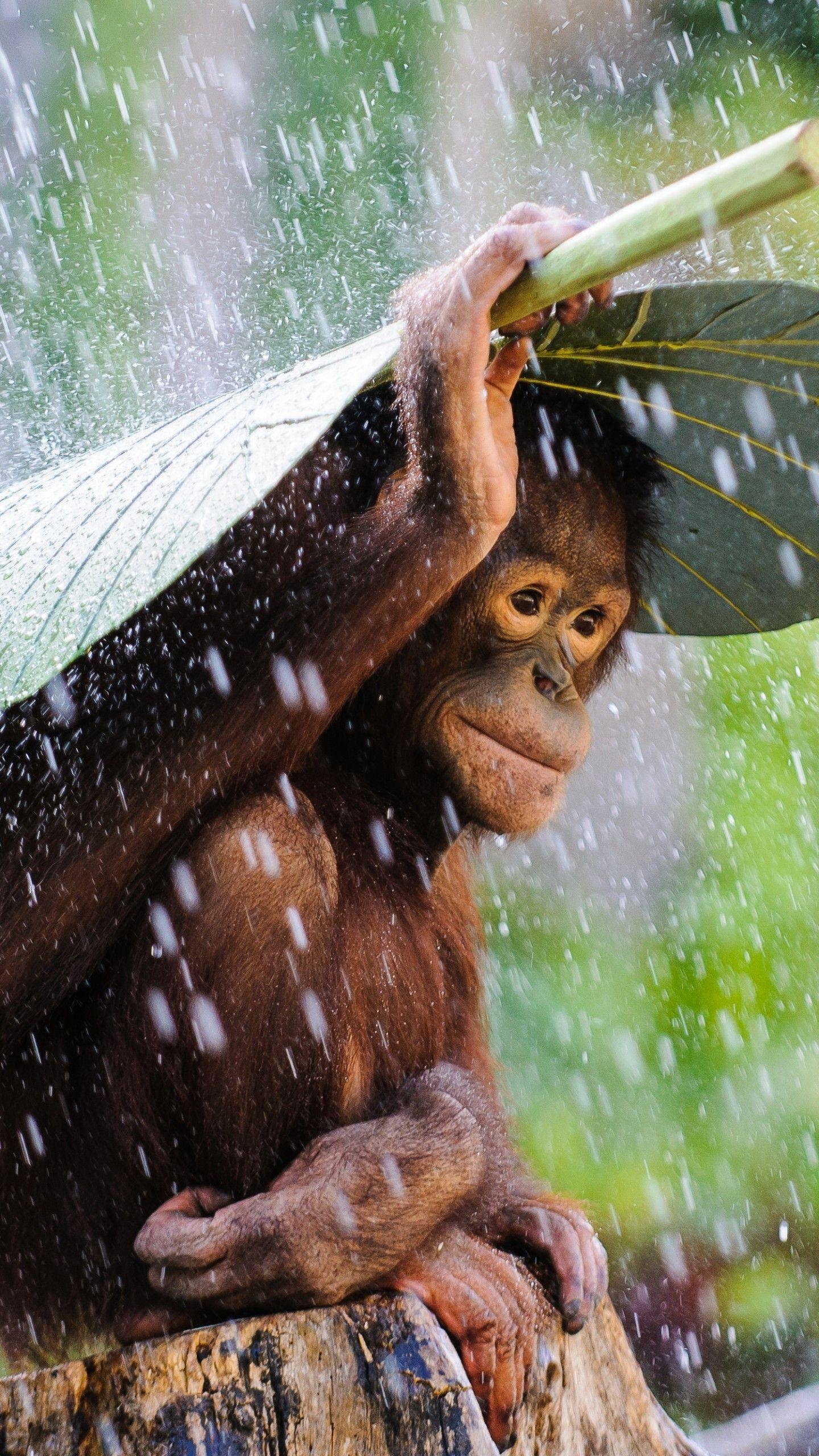 Orang-Utan, Bali, Regen, Affe, Sony Welt 2015, 1440x2560 HD Handy