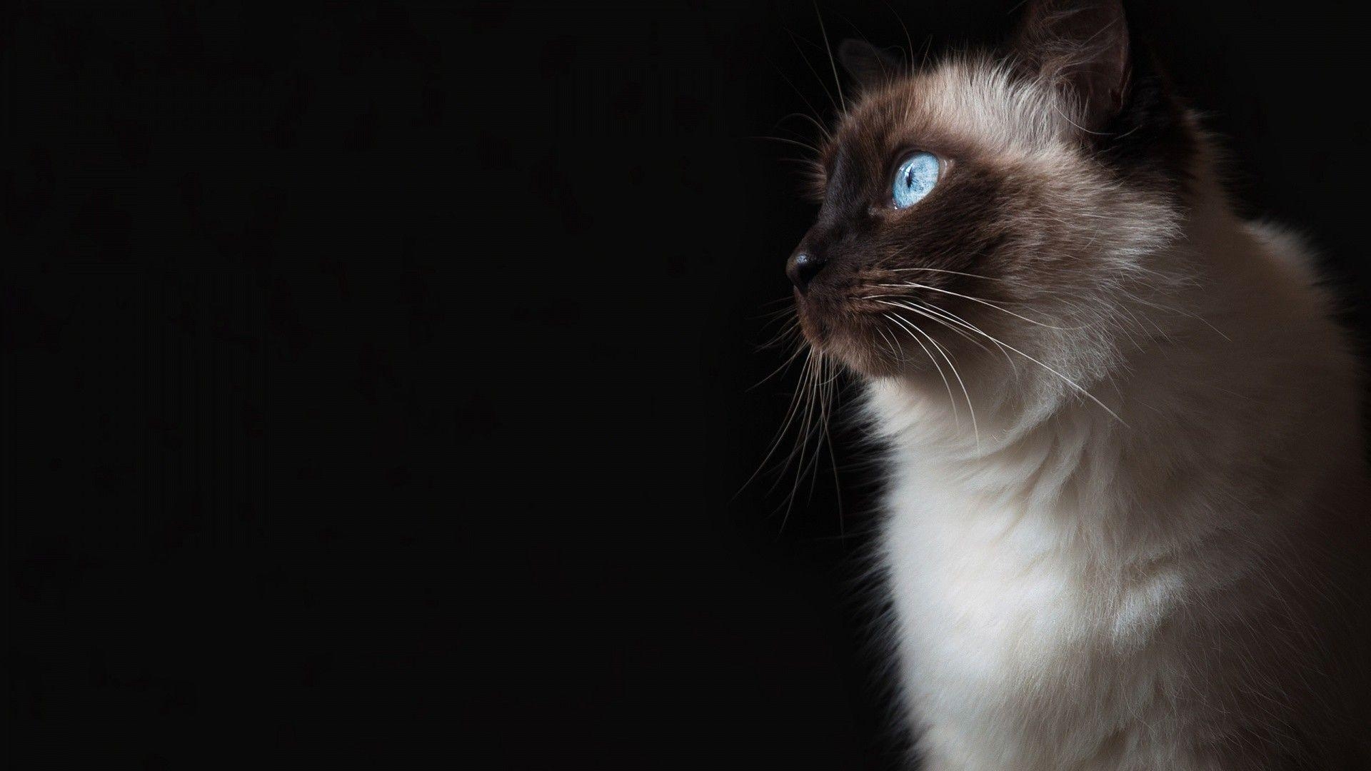 Ragdoll, Poesie, Katze, Natur, Ruhe, 1920x1080 Full HD Desktop