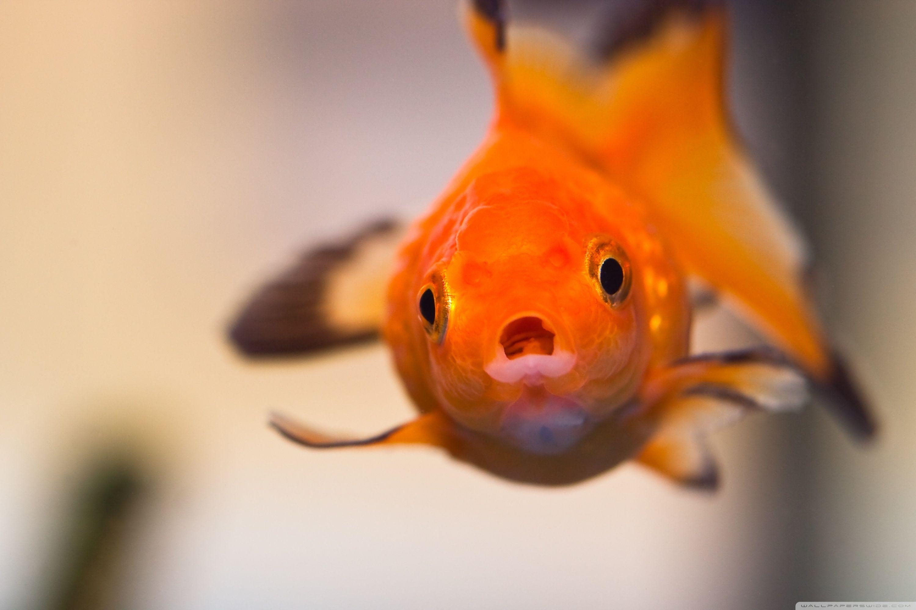 Goldfisch, besorgtes Gesicht, 4K Bild, Aquarium, Tiere, 3000x2000 HD Desktop