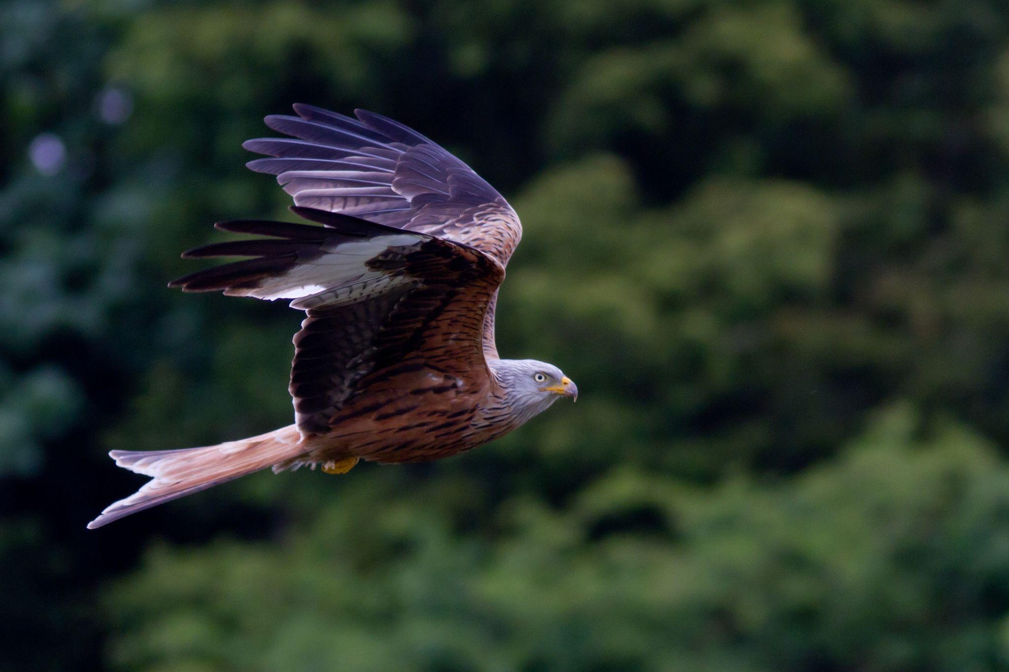 Falken, Tierbilder, Vögel, Luft, Greifvogel, 2050x1370 HD Desktop