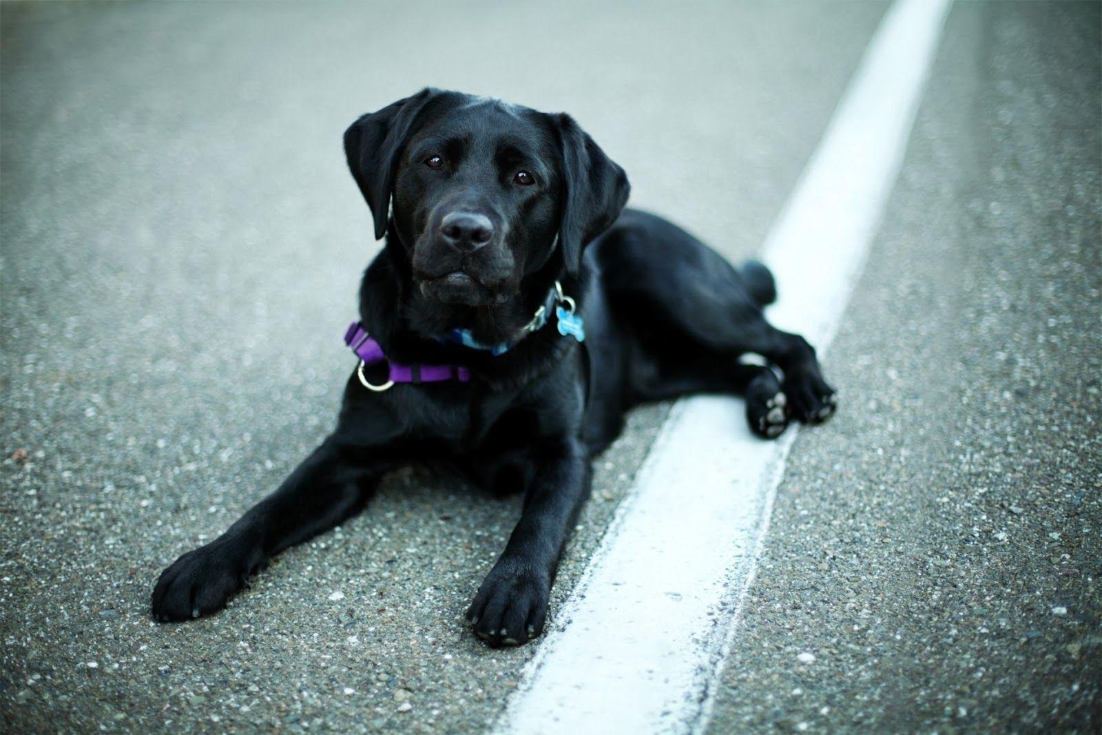 Schwarzer Labrador, Hund, Tiere, Hintergrund, schwarz, 1600x1070 HD Desktop